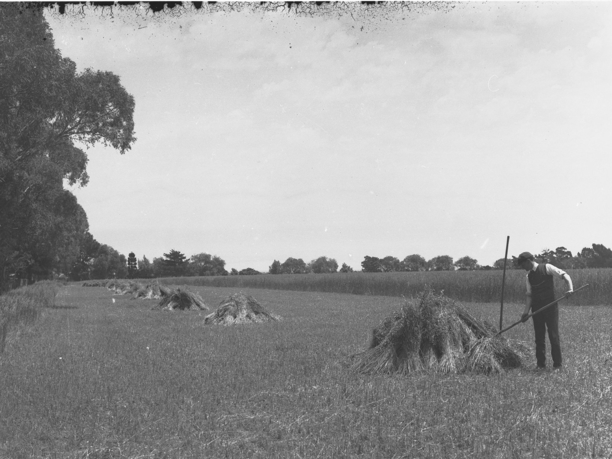 Man in a field making hay stacks