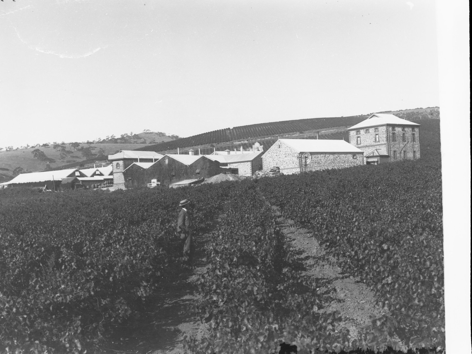 Penfold Winery and Vineyards