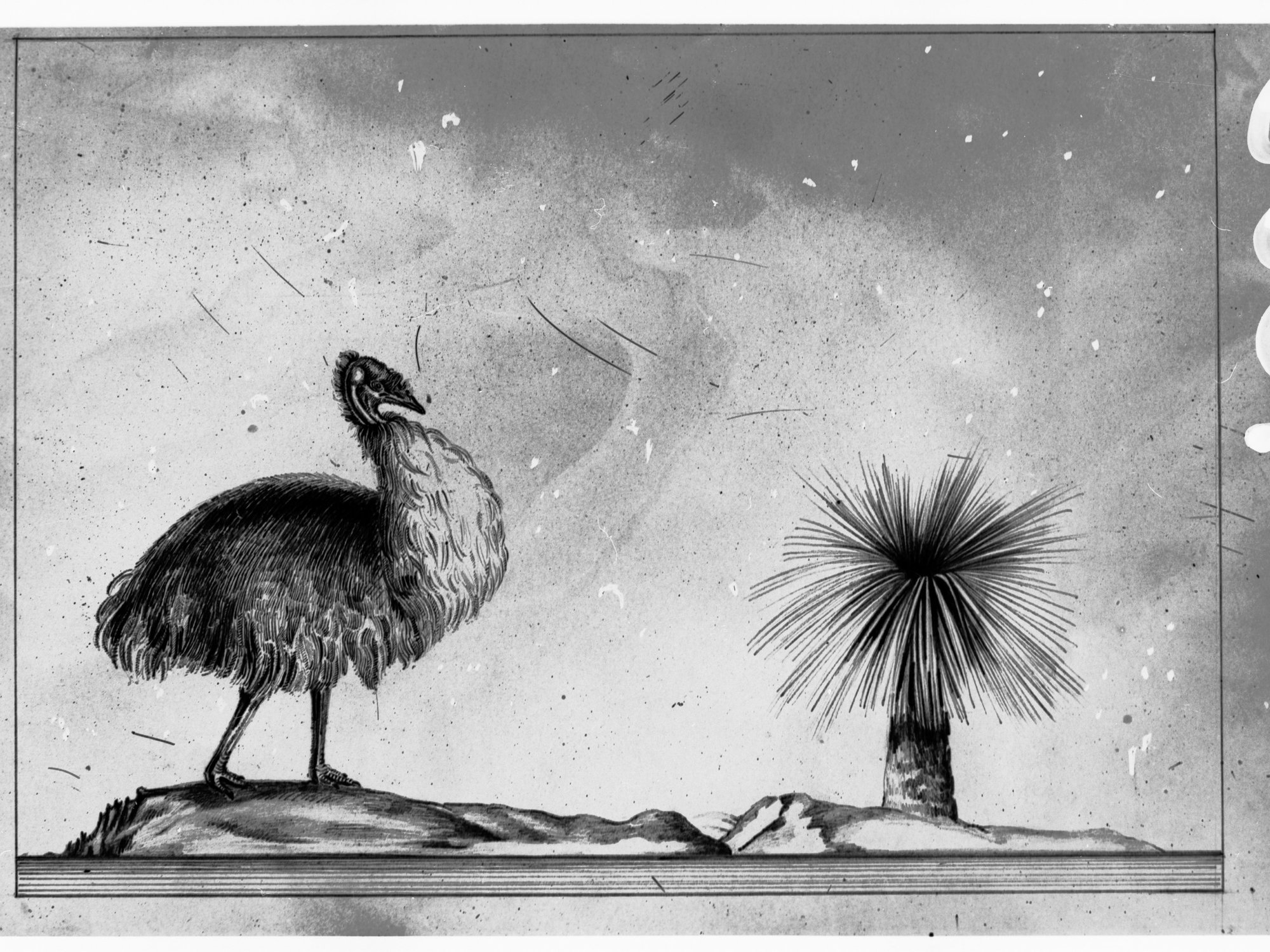 Sketch of an Emu