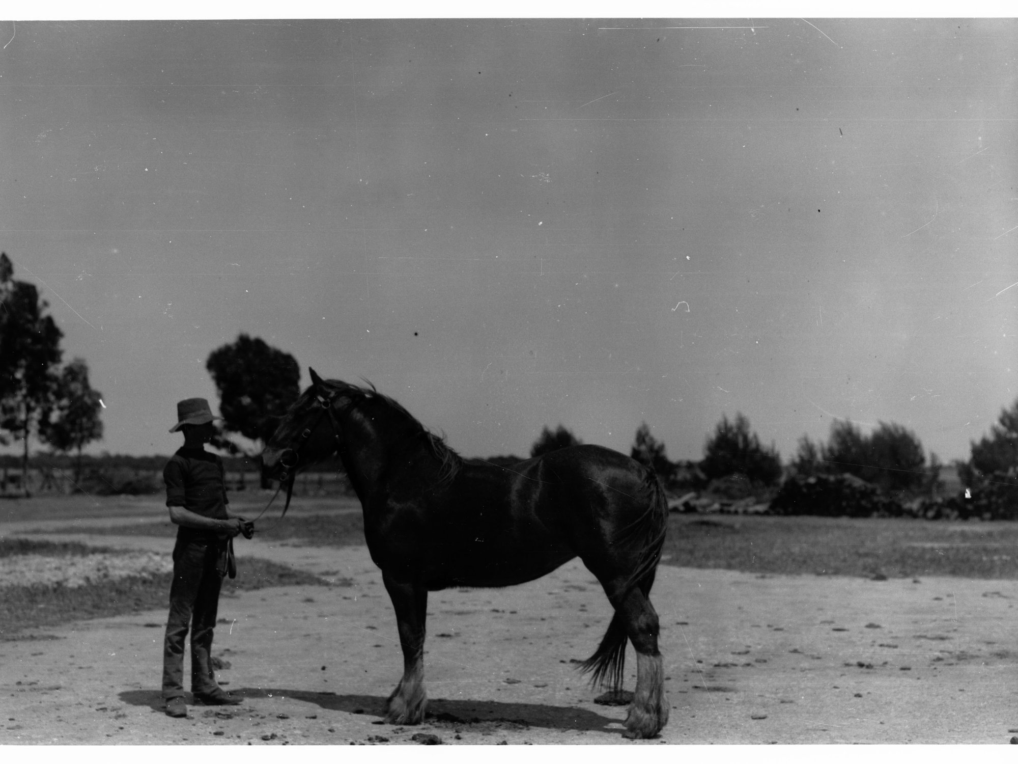 Brood Mare at Roseworthy College