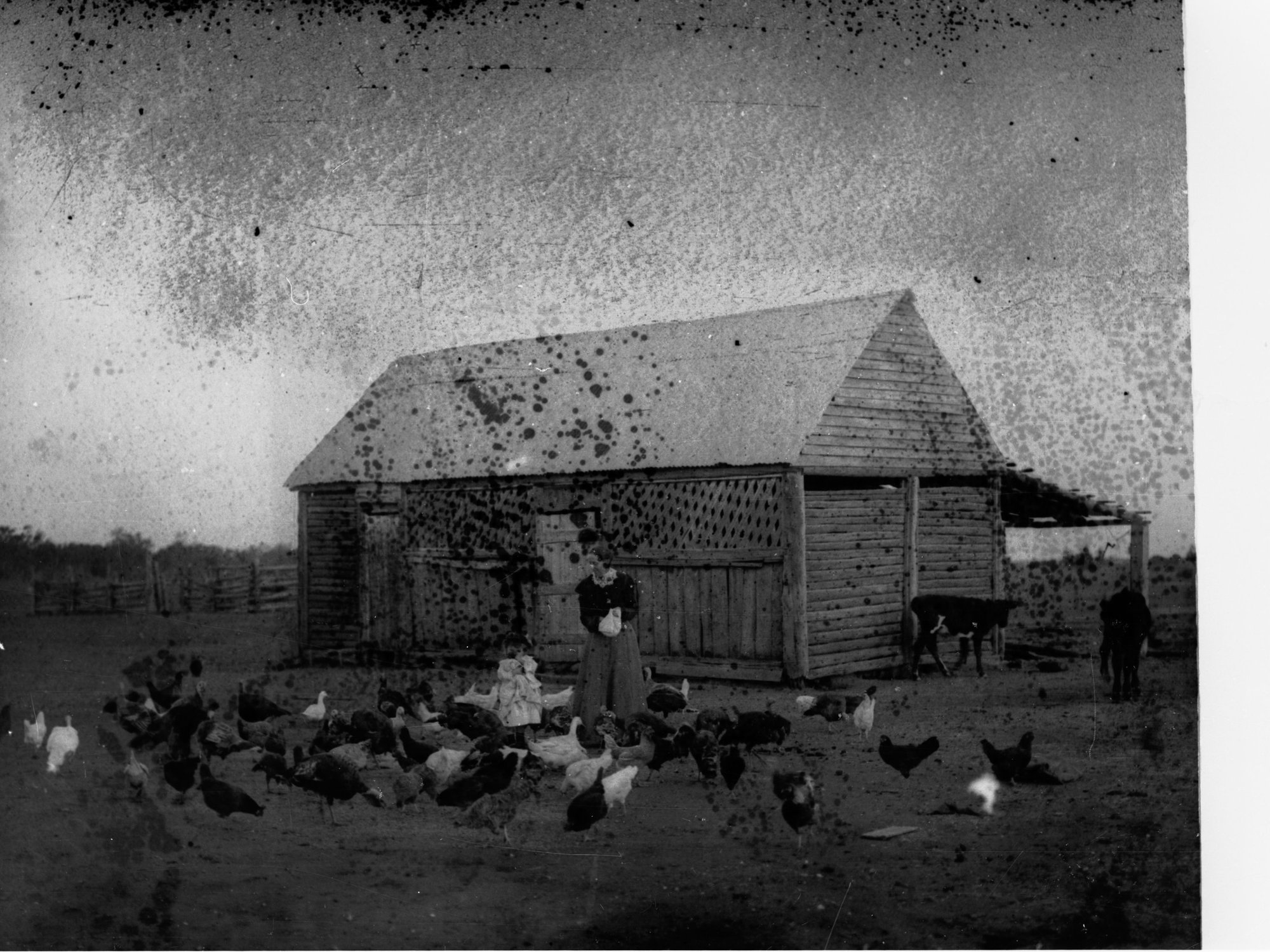 Women feeding poultry on a poultry farm, River Murray