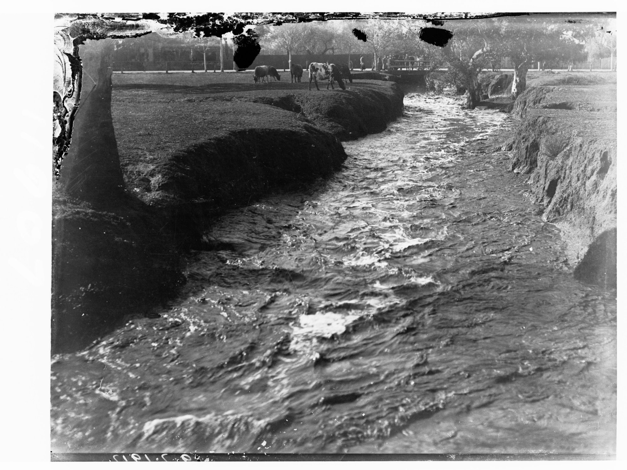 Cows grazing by a raging river