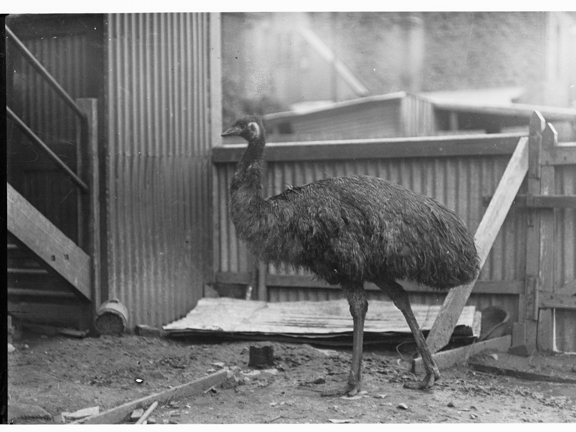Emu in an enclosure