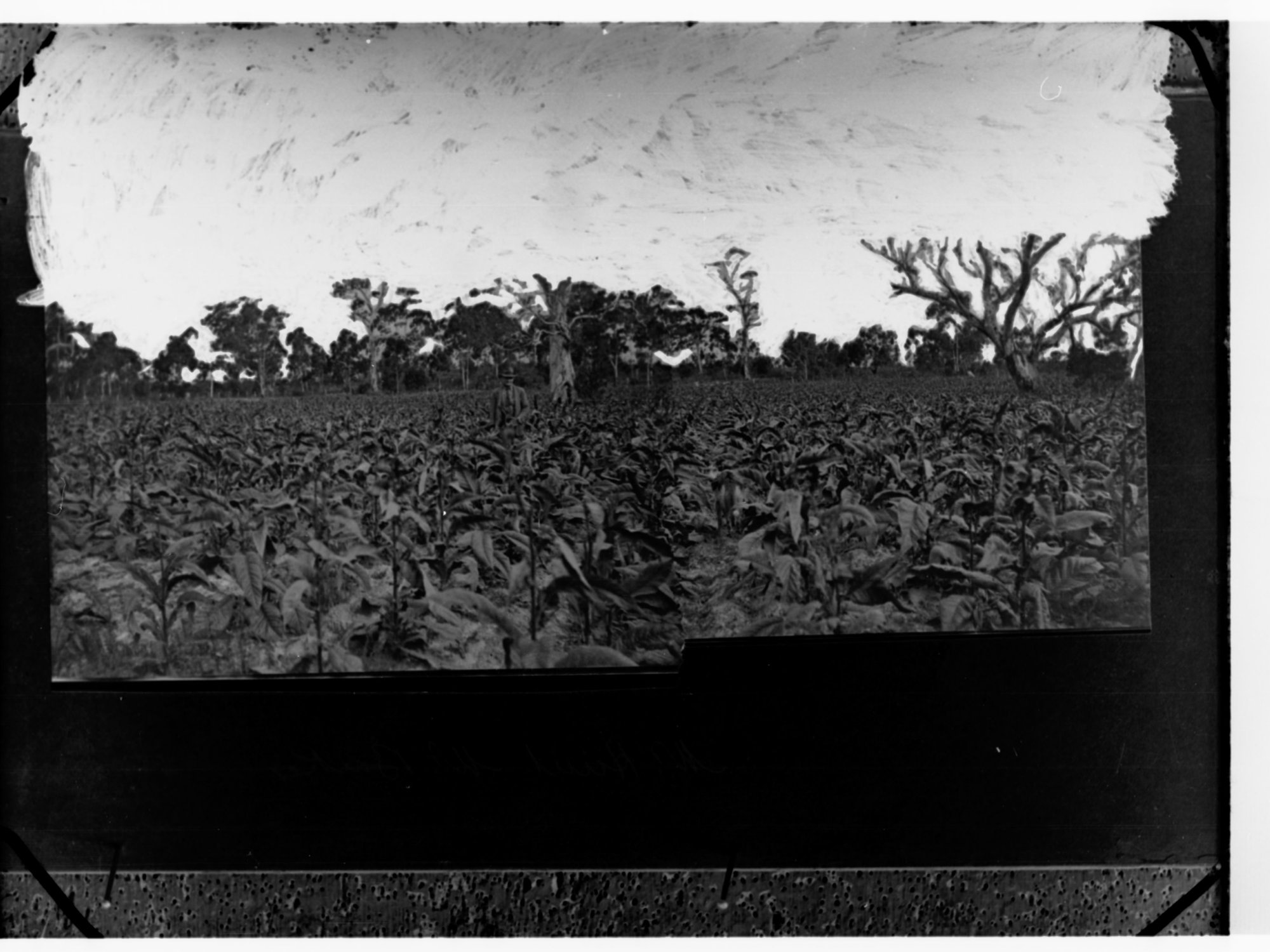 Tobacco plantation
