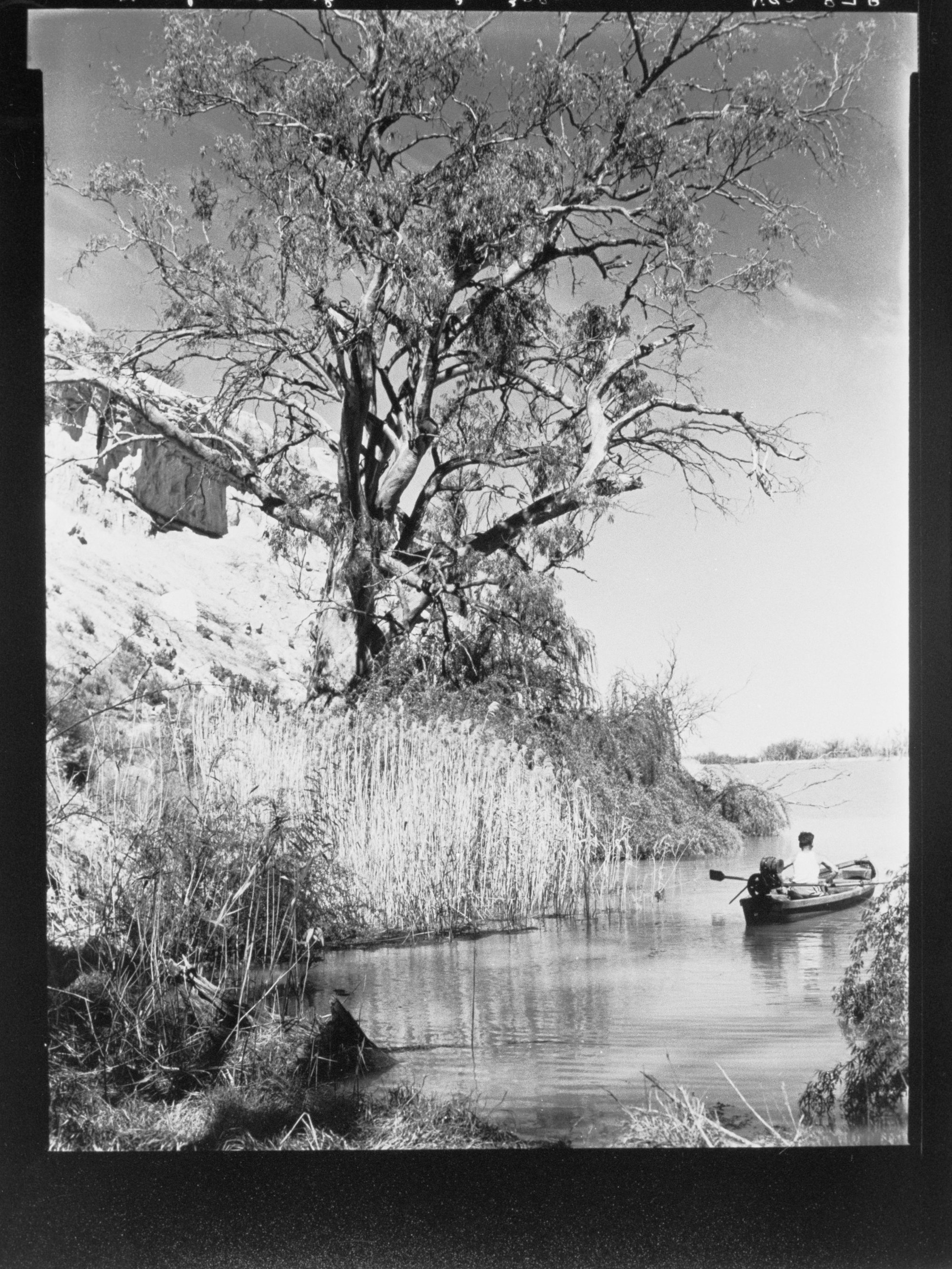 River Murray near Renmark