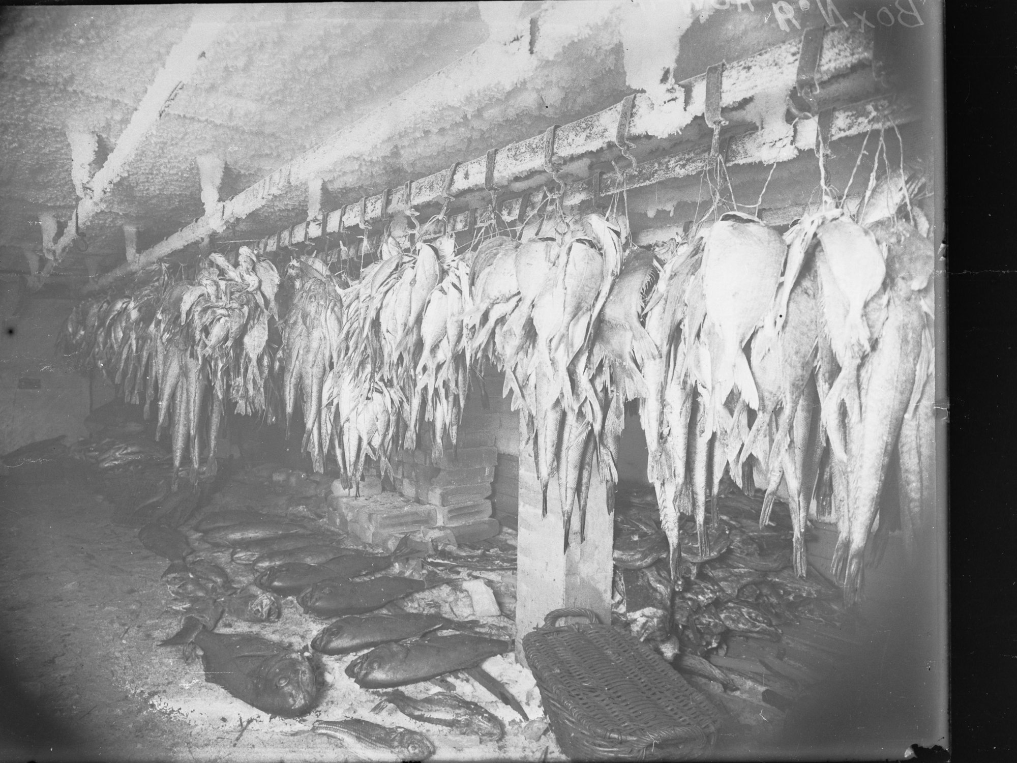 Picture of fish at Port Adelaide Exports