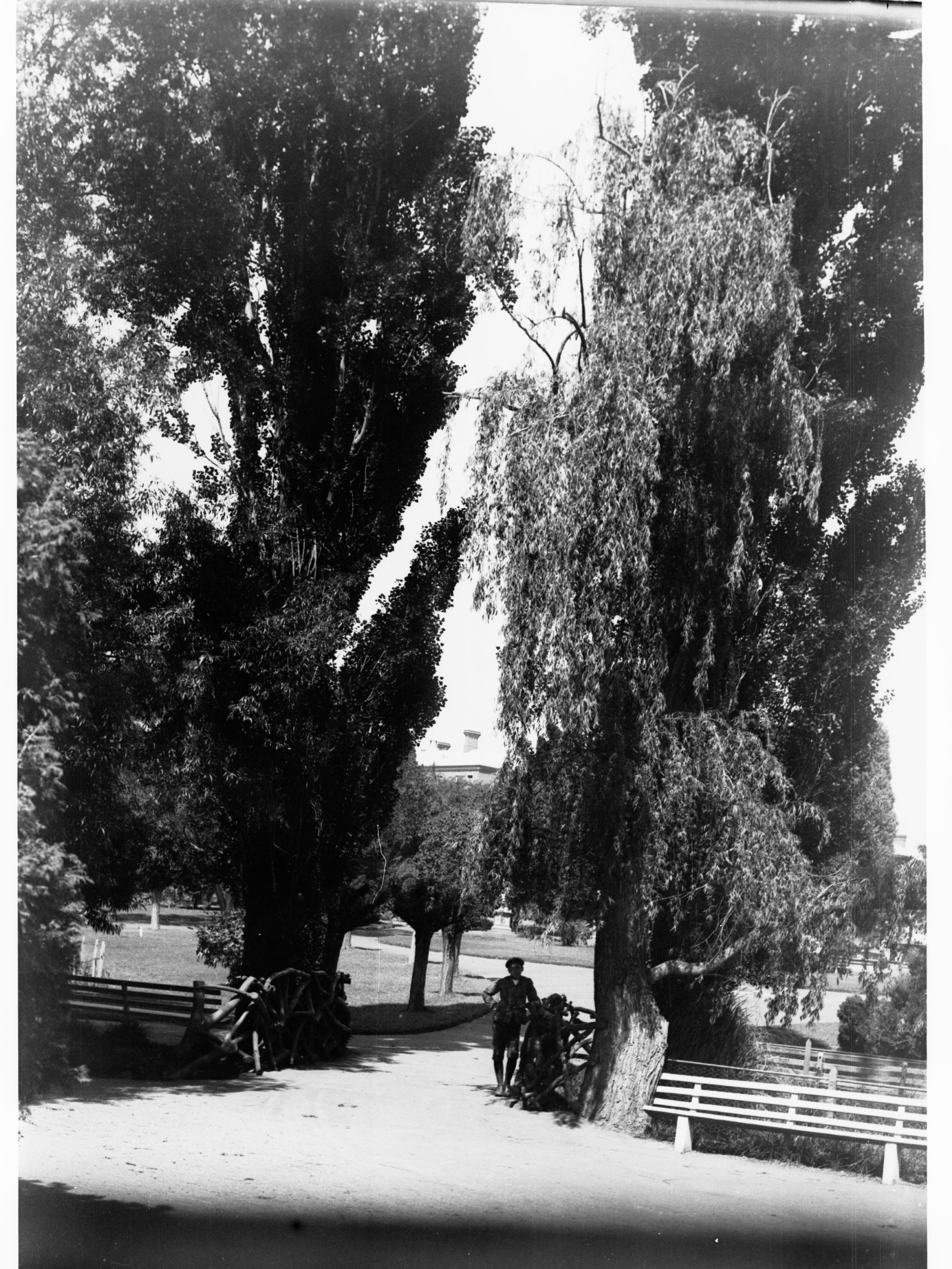 View in Botanical Gardens showing young man near a fence