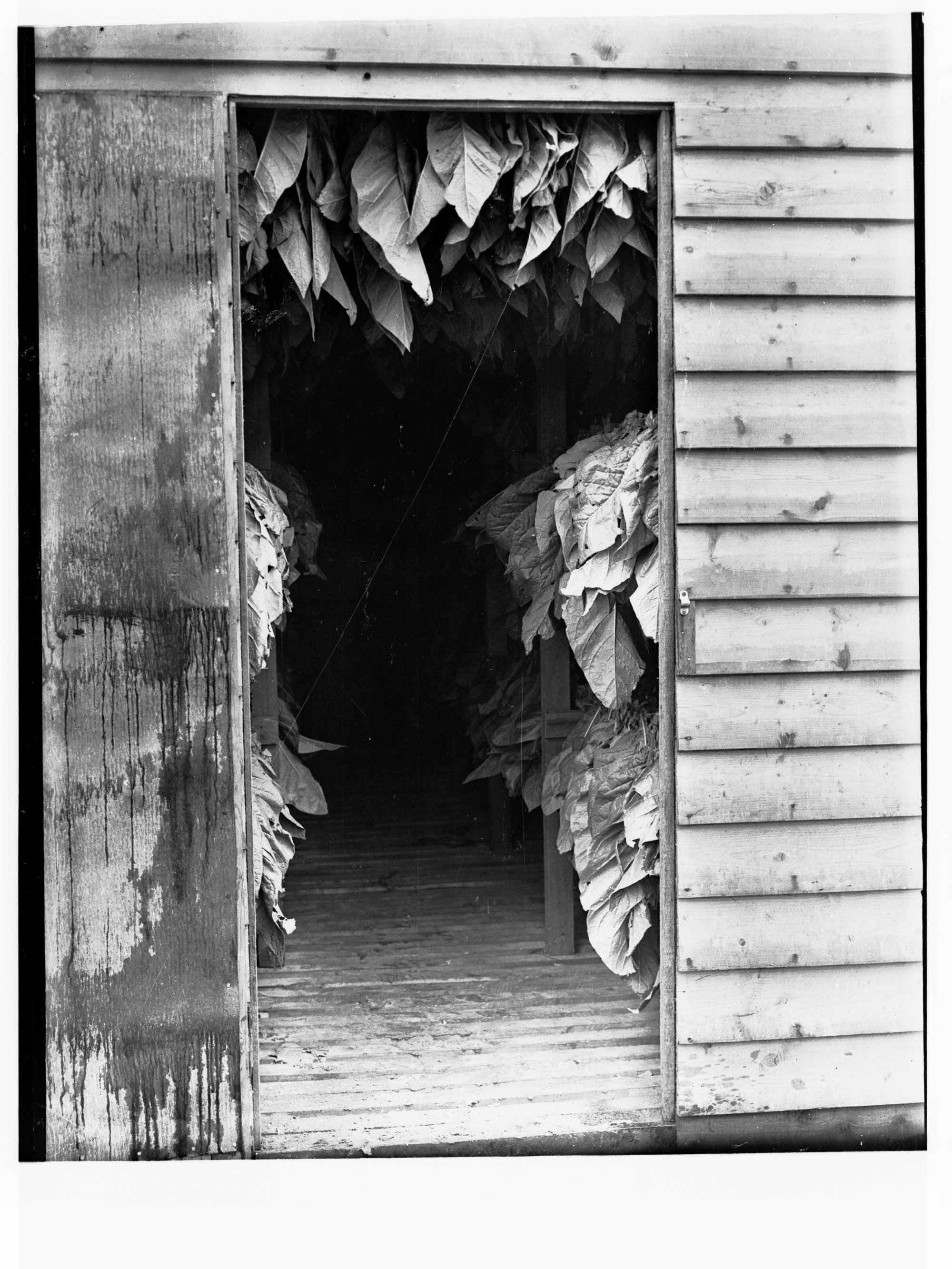 Tobacco slacked and filled with green leaf