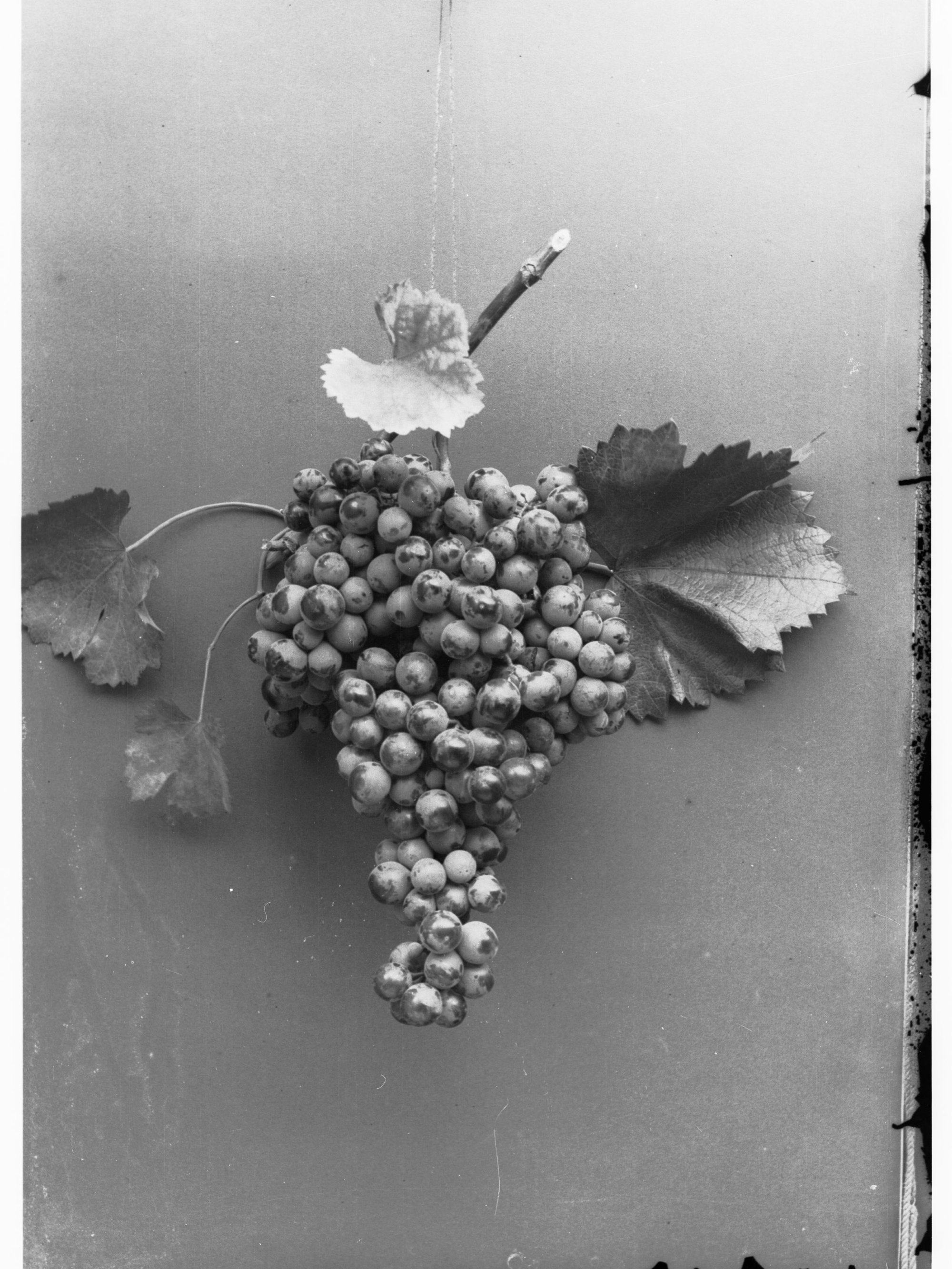 A large bunch of grapes