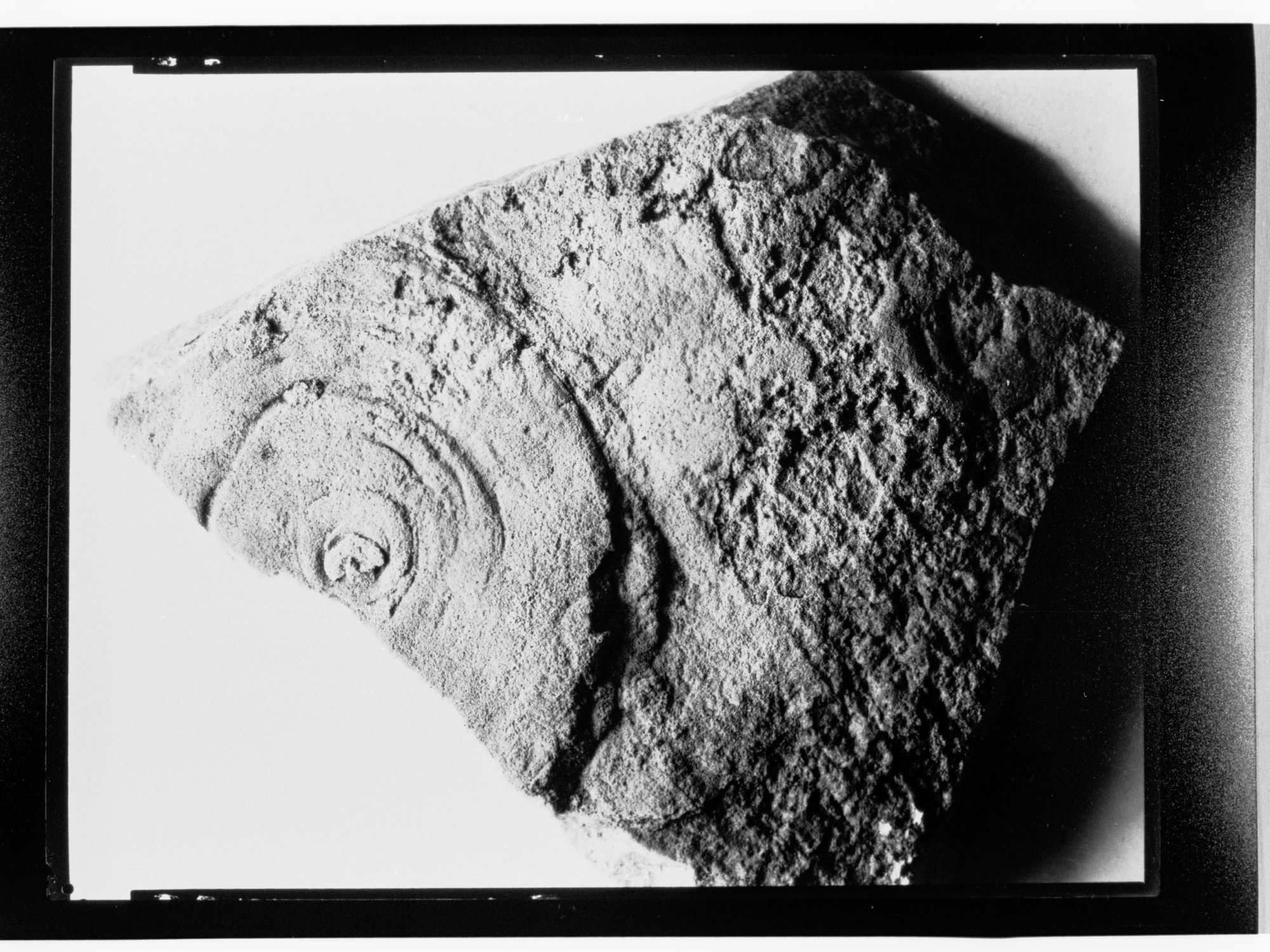 Fossil from Ediacara