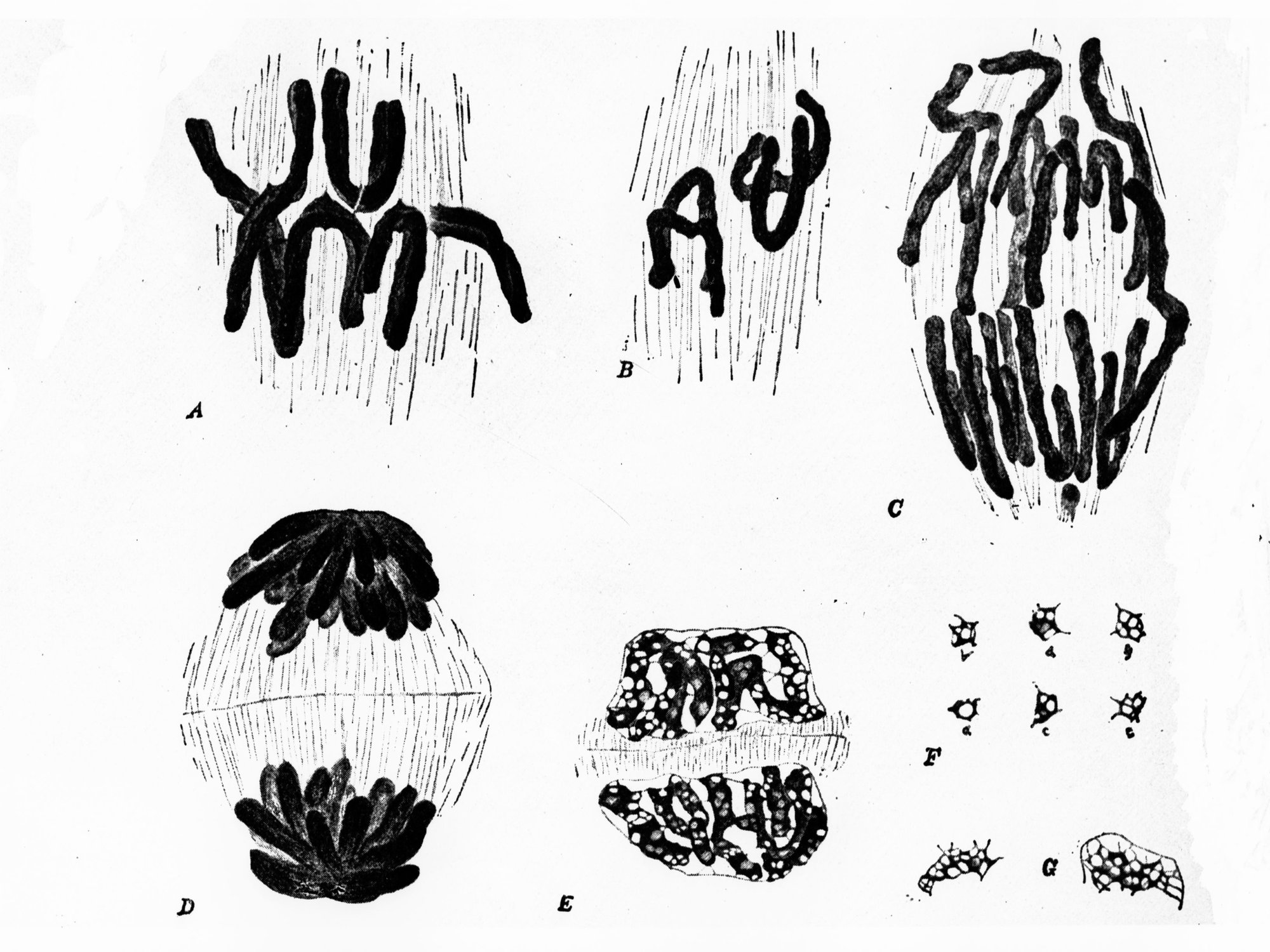 Germs under a Microscope - unidentified