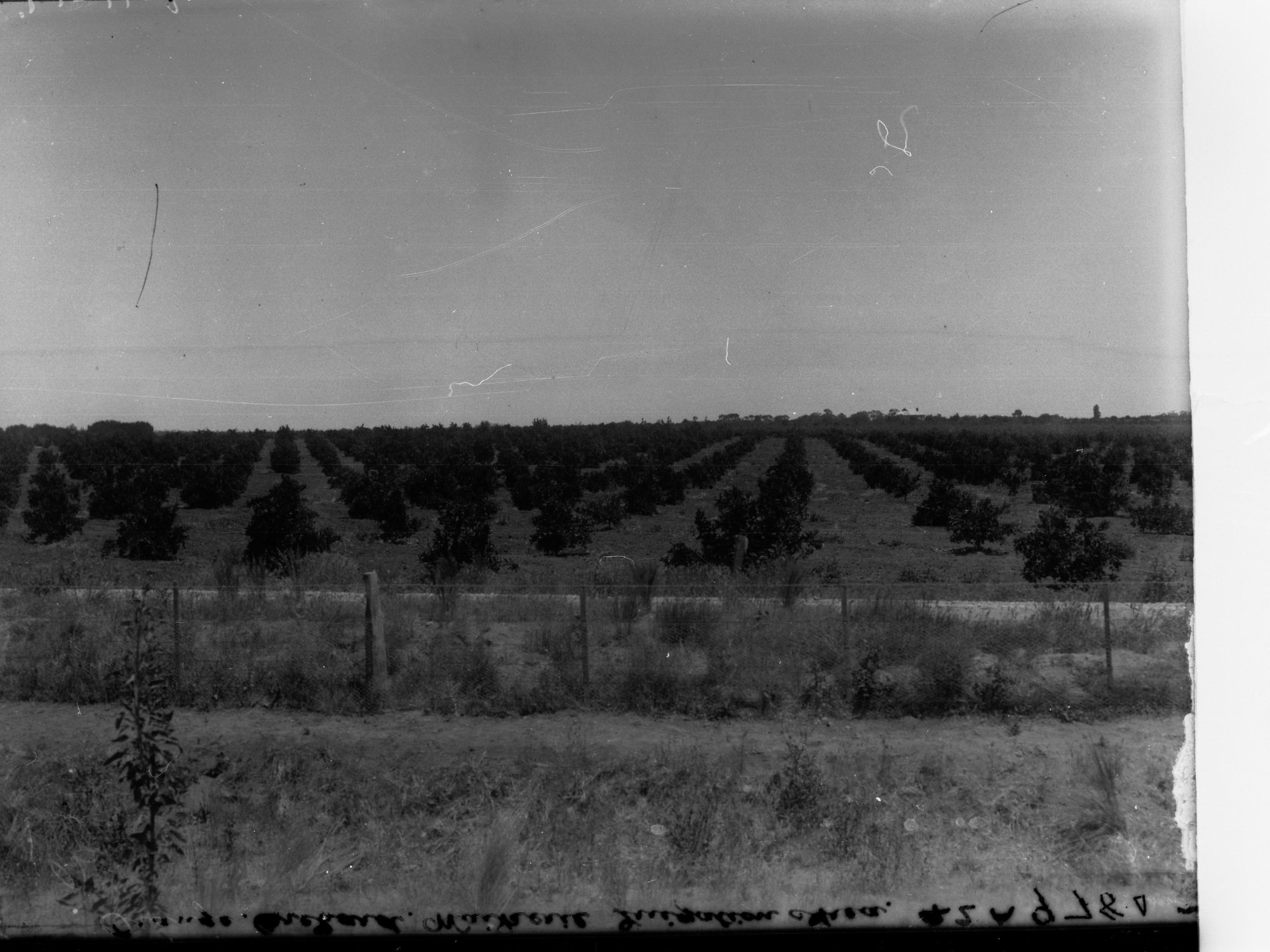 Orange orchard, Waikerie Irrigation Area