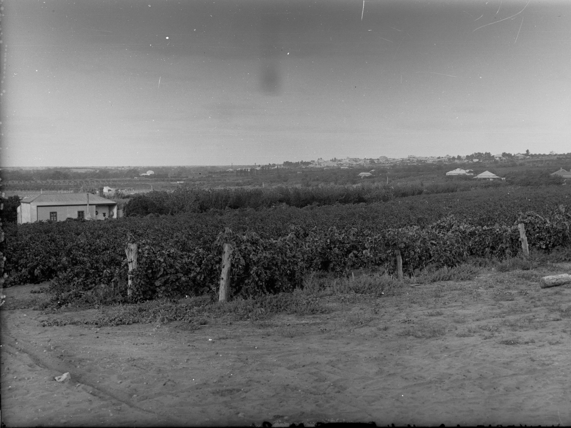 Vineyard at Waikerie