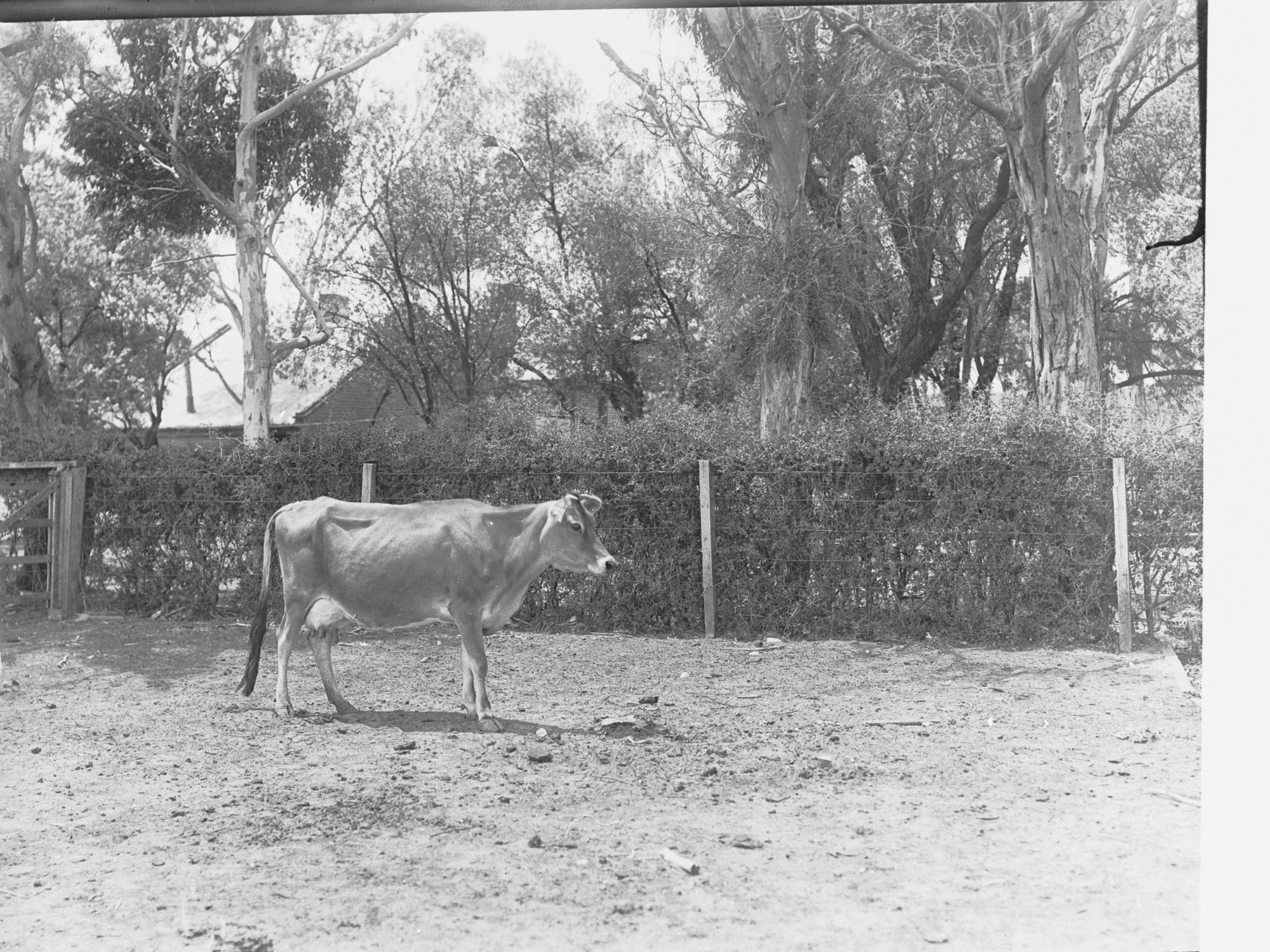 Dairy cow at Morphettville 