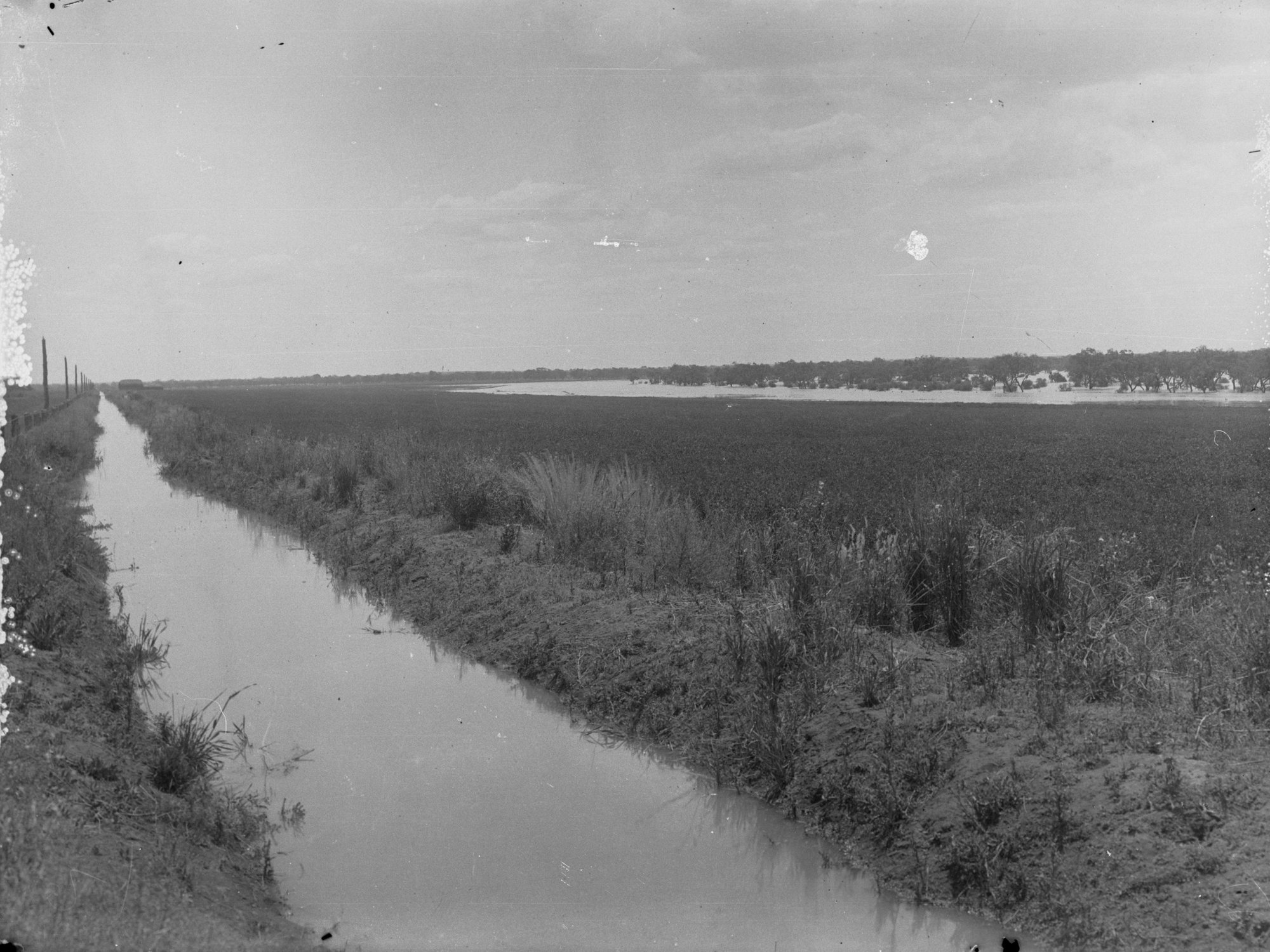 Lucerne Paddocks at Cobdogla Showing Flood Waters in the Distance