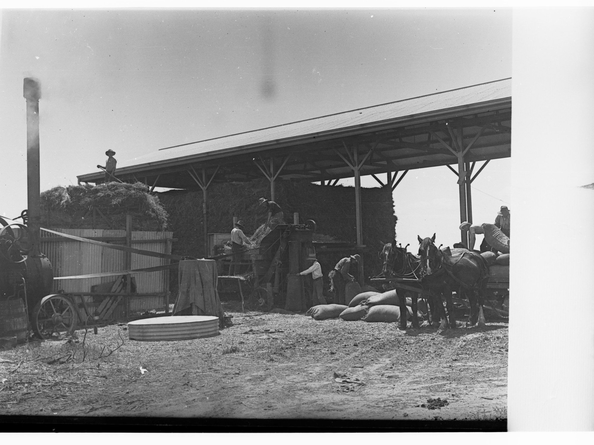 Cutting and bagging hay at Roseworthy College