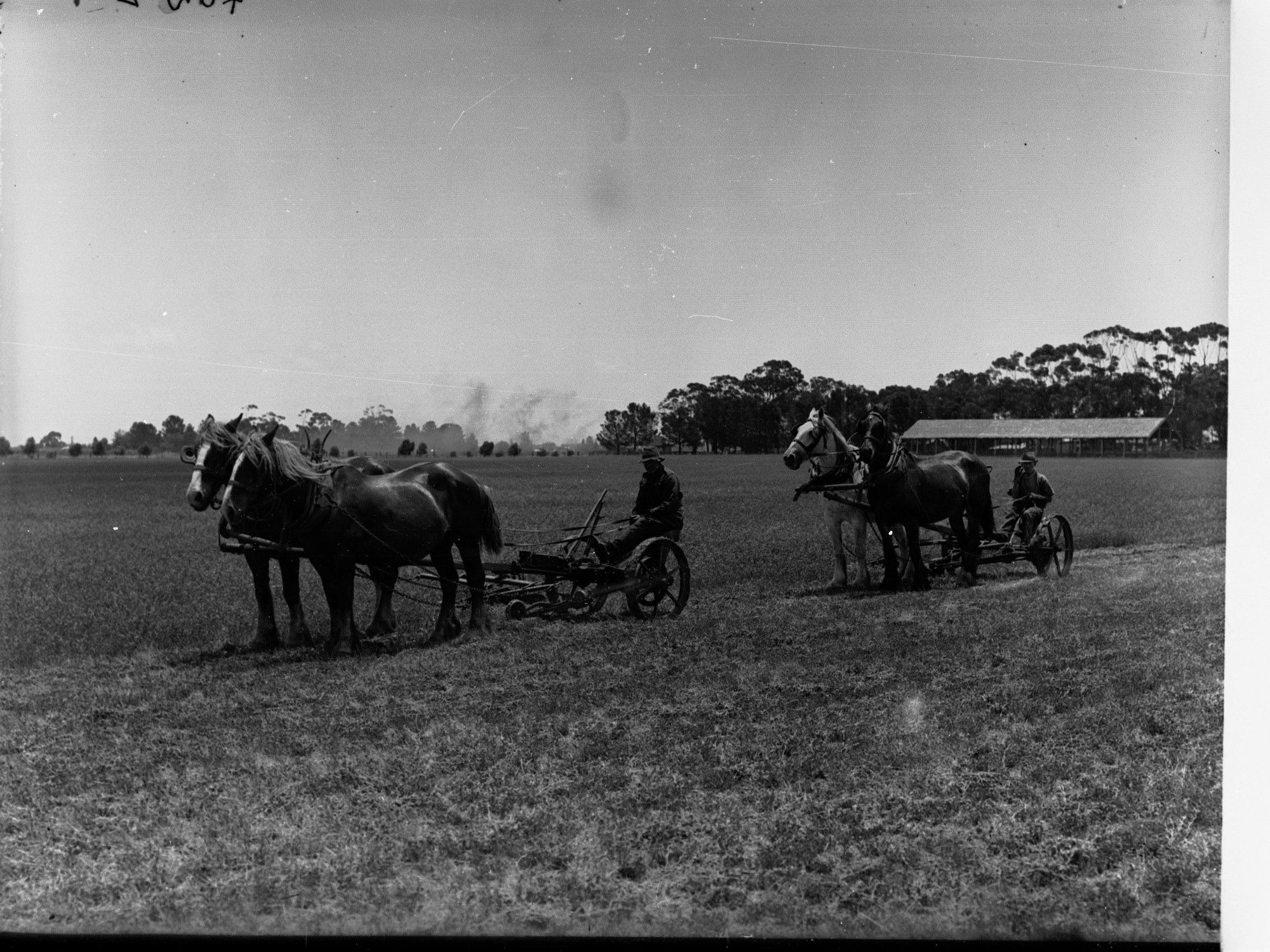 Mowers for Lucerne Cutting at Virginia