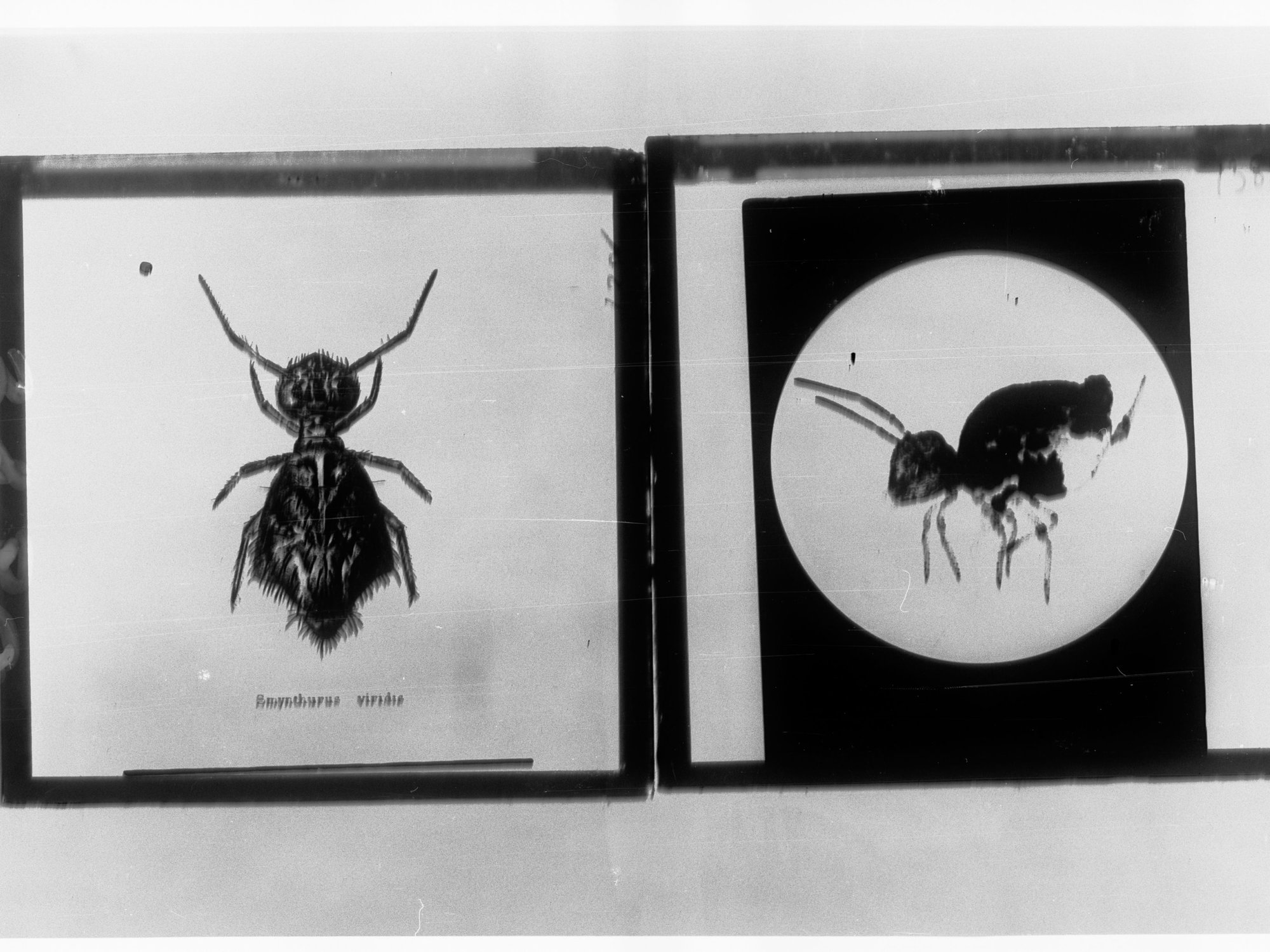 Pictures of Lucerne flea taken by Agricultural Dept - two single photographs on one negative