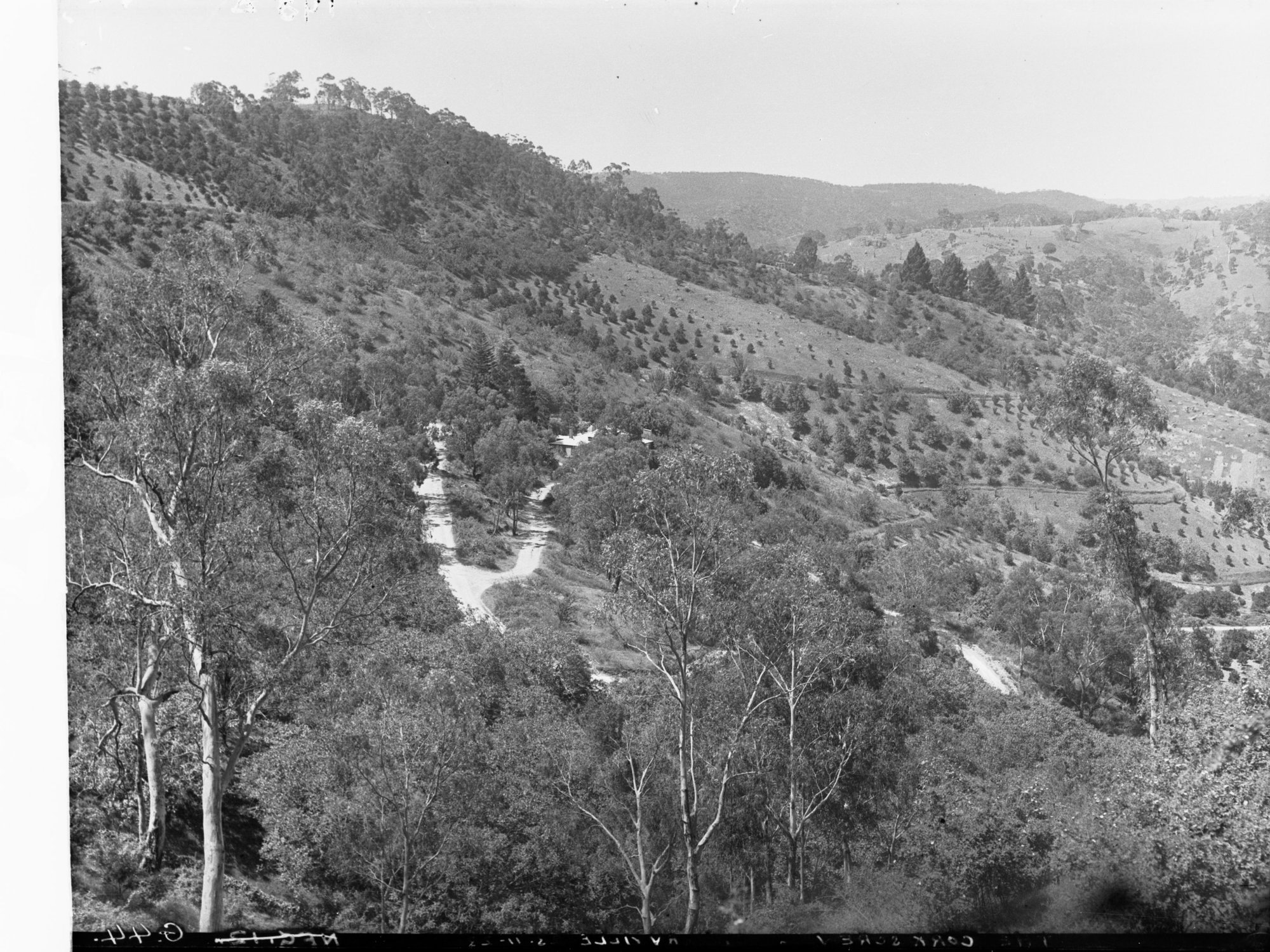 Corkscrew at Montacute, Mount Lofty Ranges