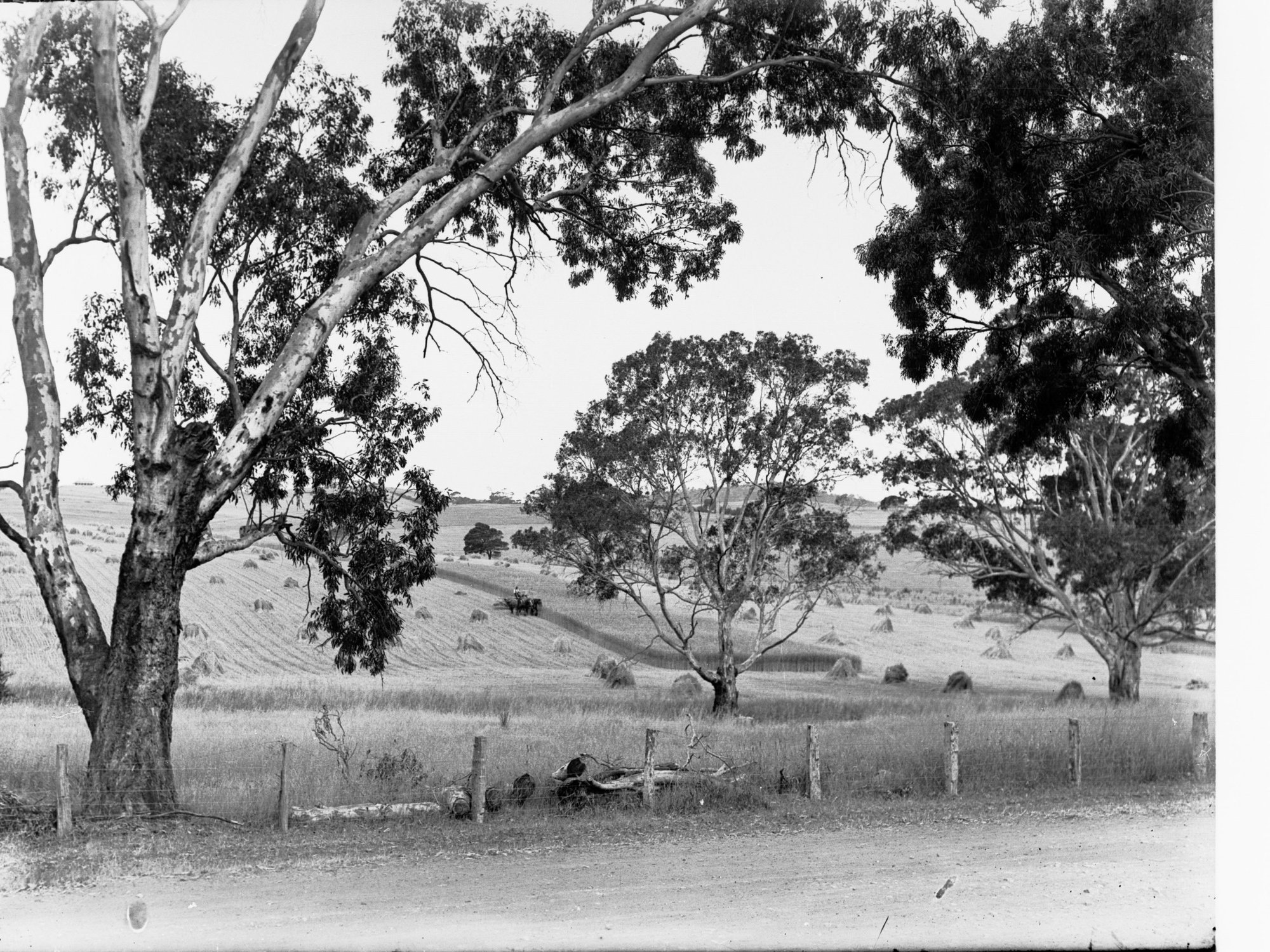 Wheat Fields Near Mount Barker Springs