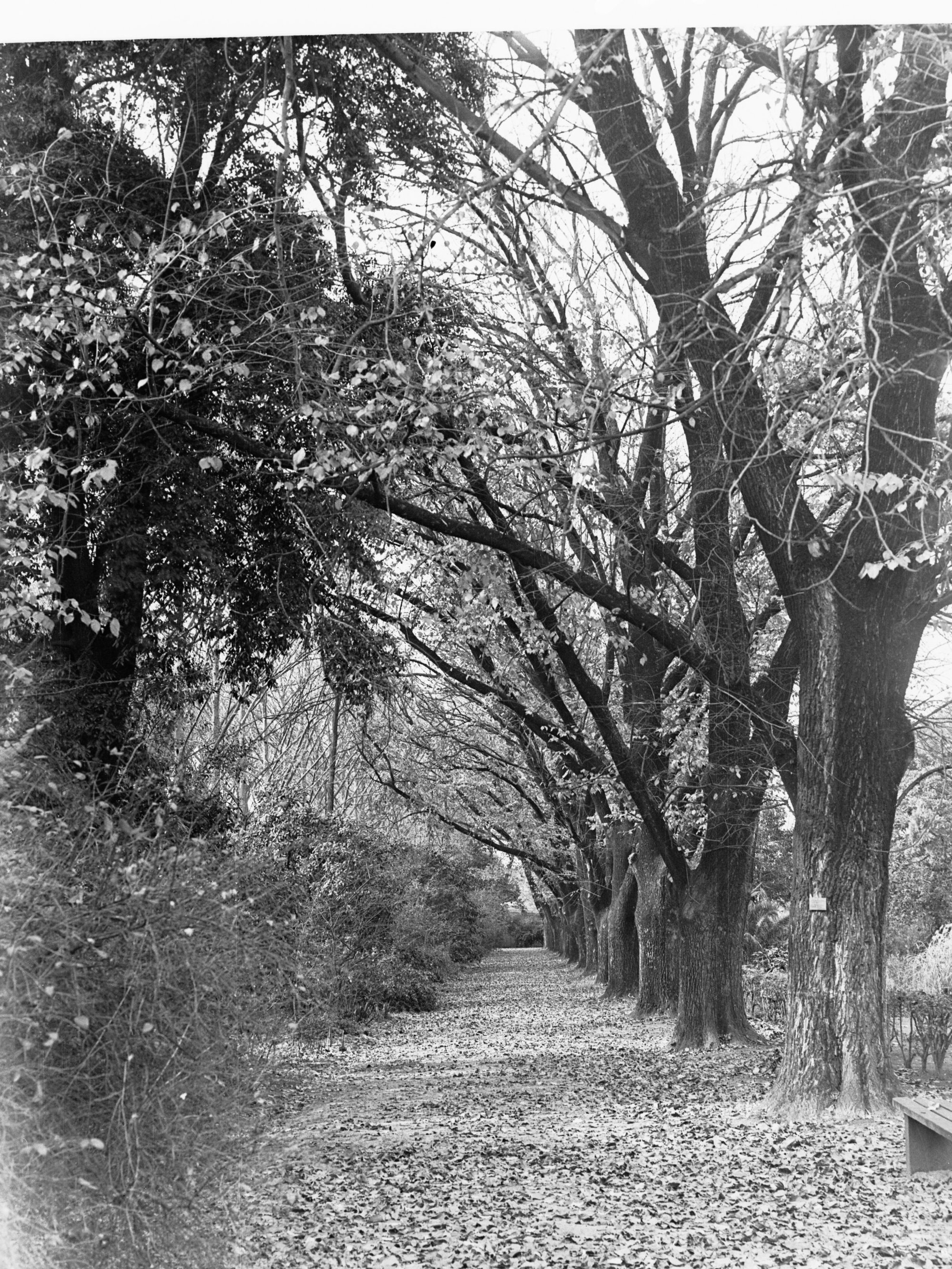 Trees in Botanic Gardens