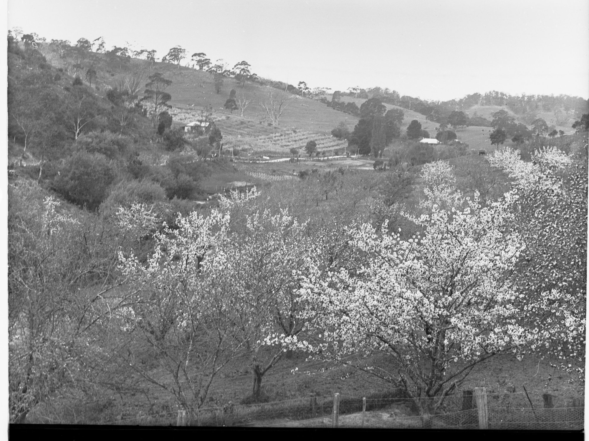 Between Cudlee Creek and Tweedvale (Lobethal) Orchard in Bloom