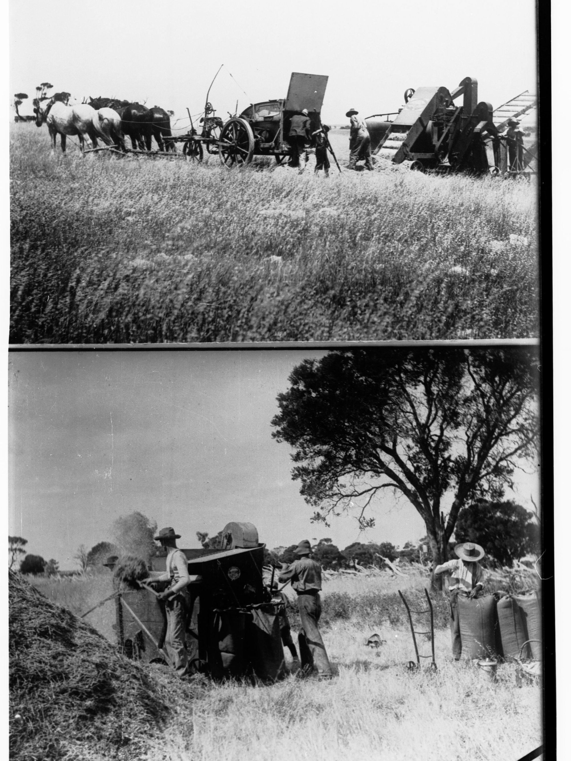 Hand winnower and motor winnower showing wheat fields with men working on machines