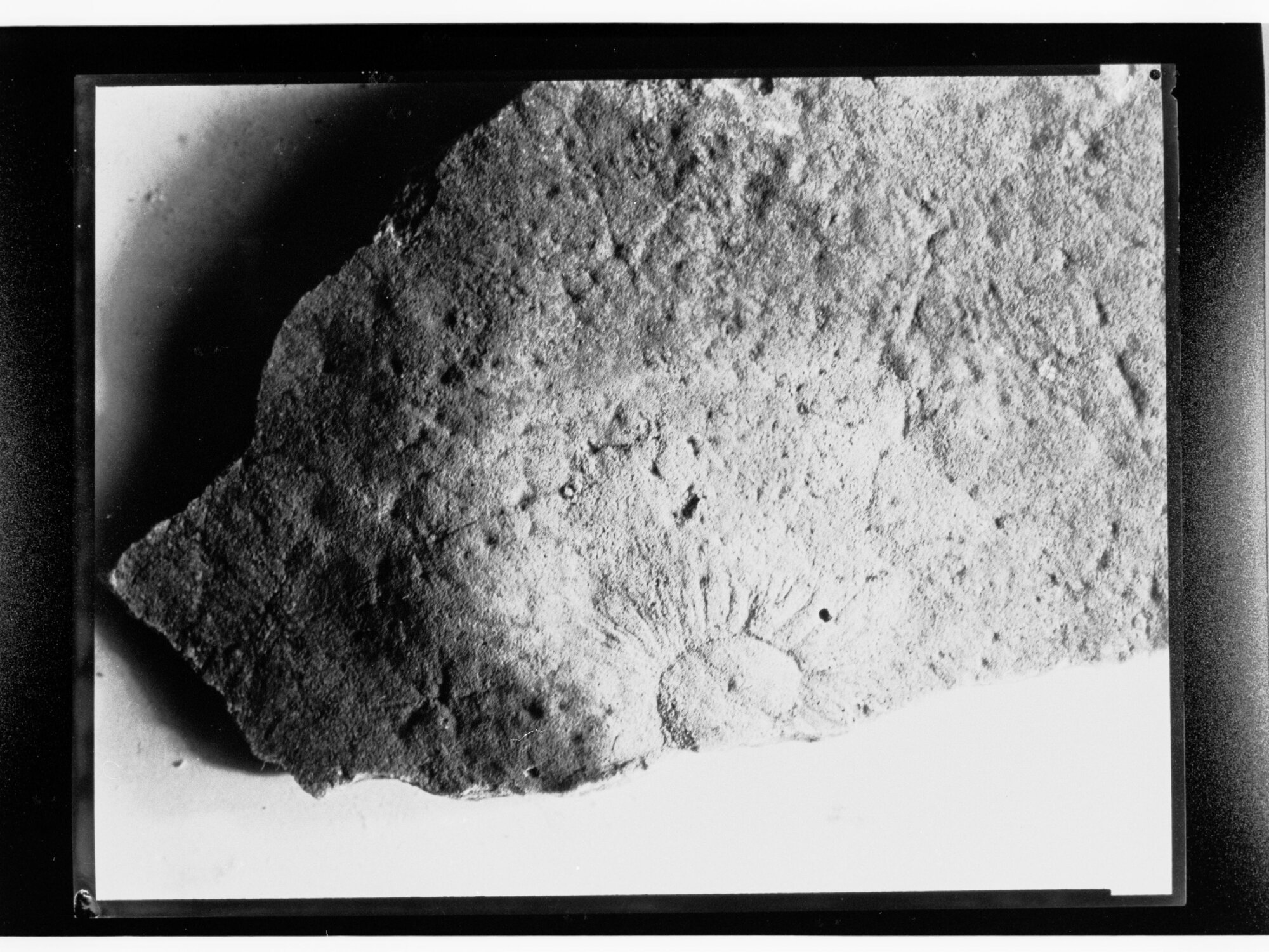 Fossil from Ediacara