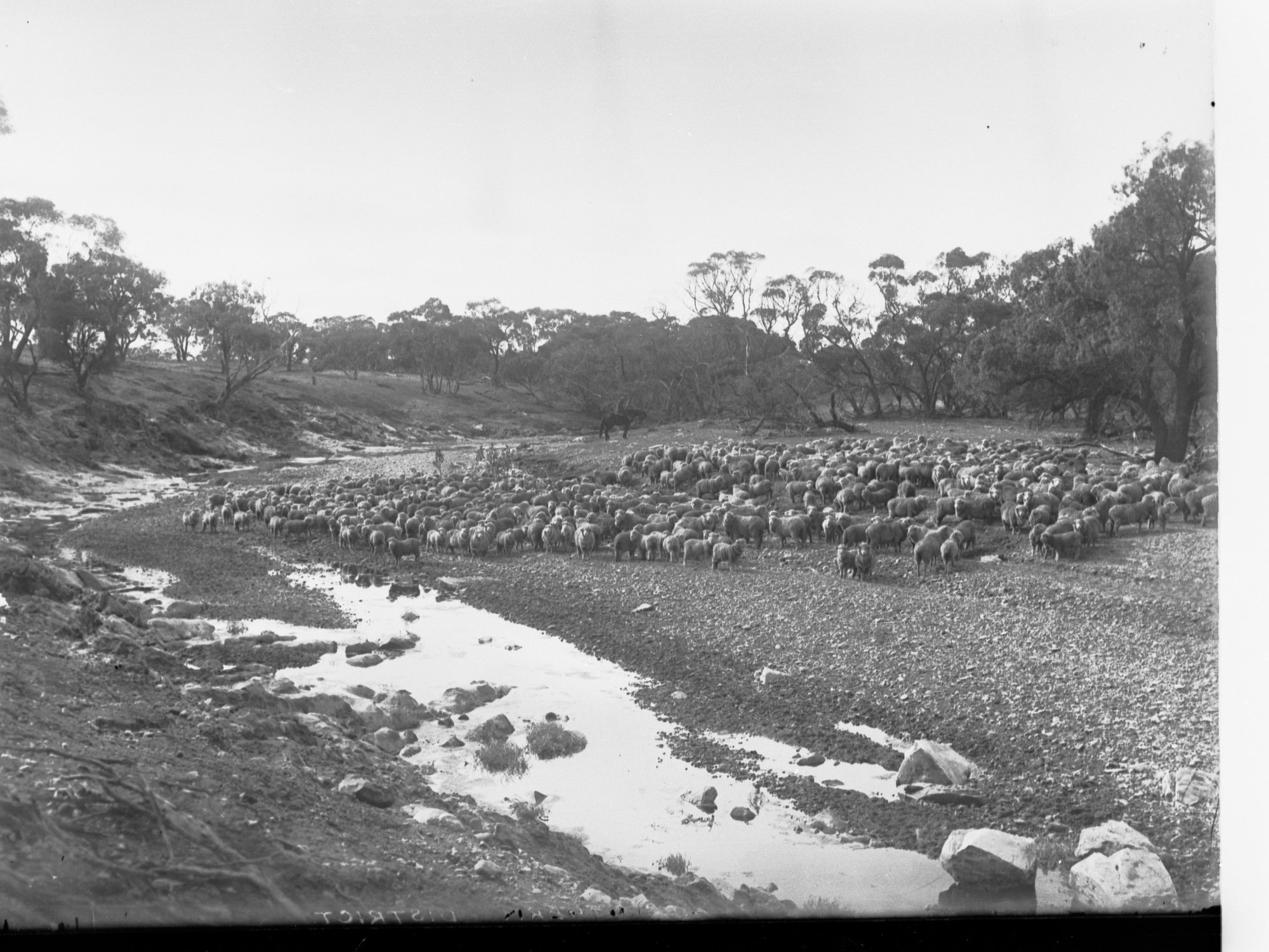 Flock of Sheep in Creek Bed
