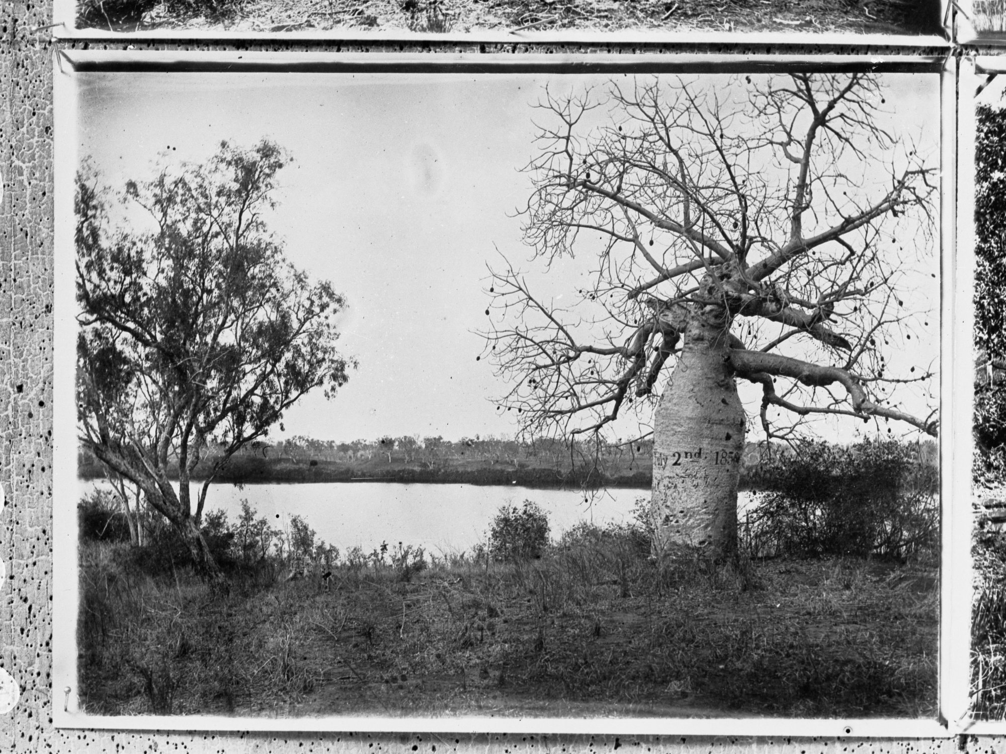 Boab tree marked by Gregory's party  (Gregory Baobab) in 1856 - Northern Territory, Roper River