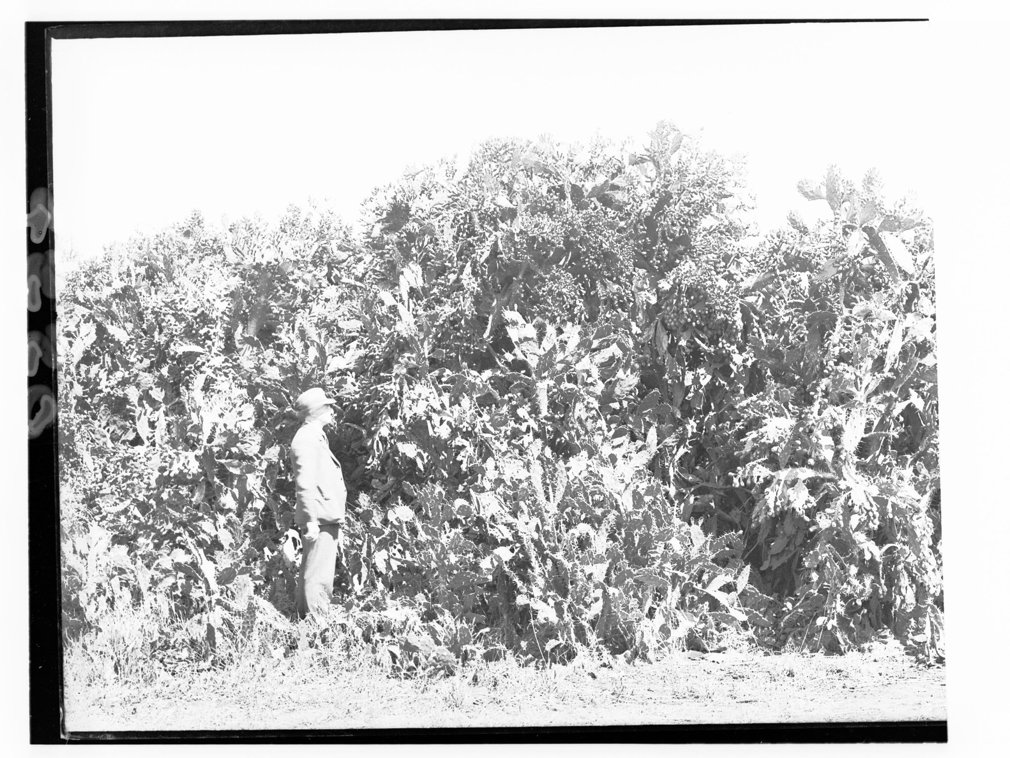 Man standing next to Prickly Pear bush