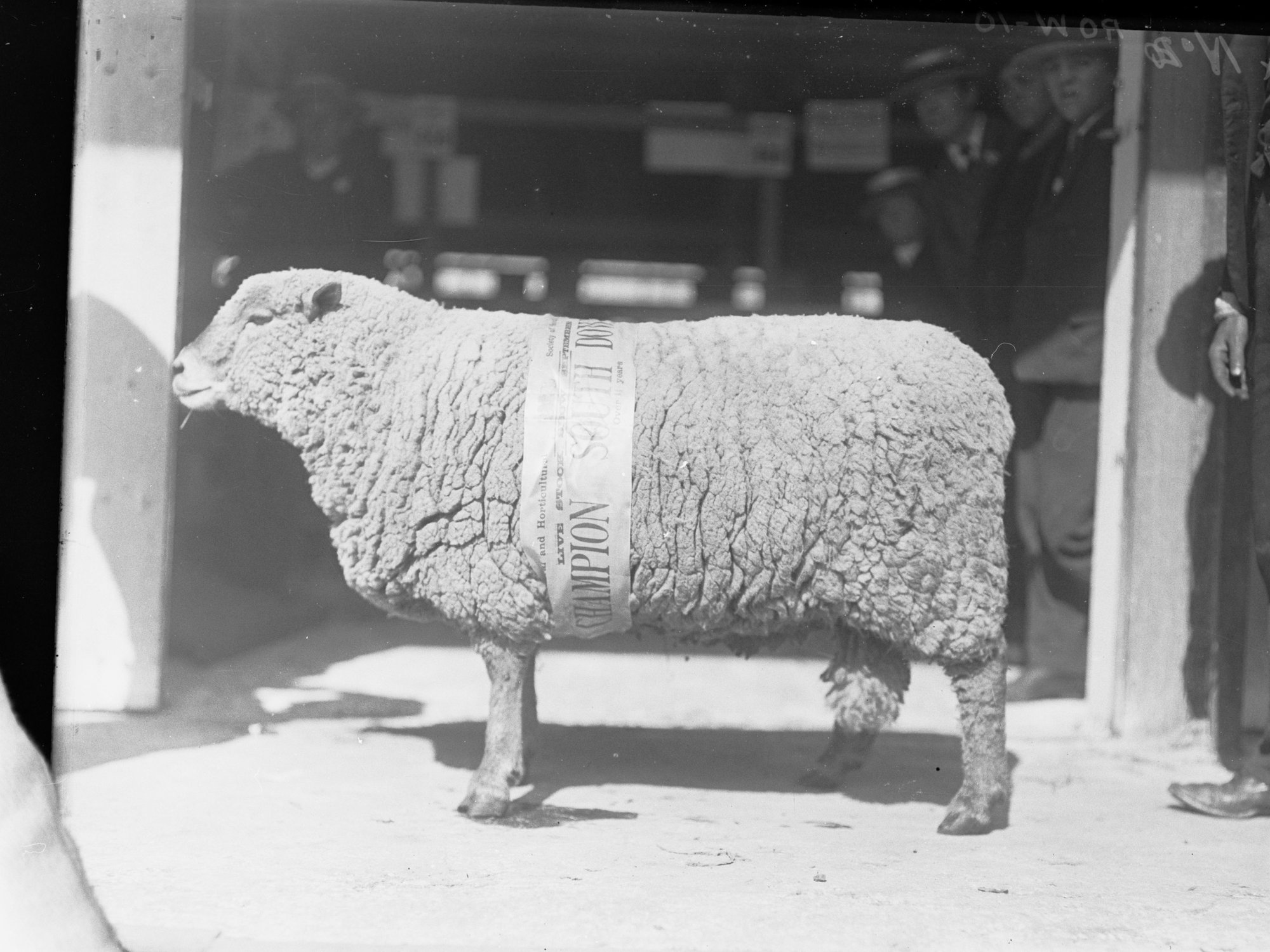 Champion South Down Ewe. Sheep Champion over 11 years at Adelaide Show