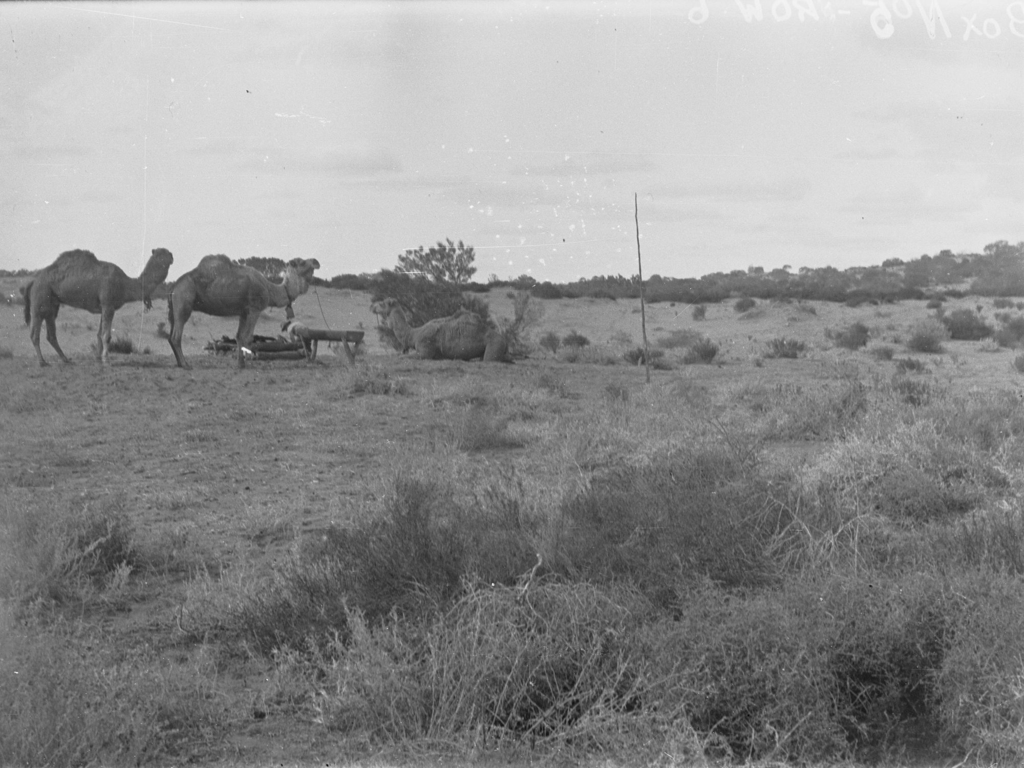 Surveyors' camels resting, survey for East West Railway