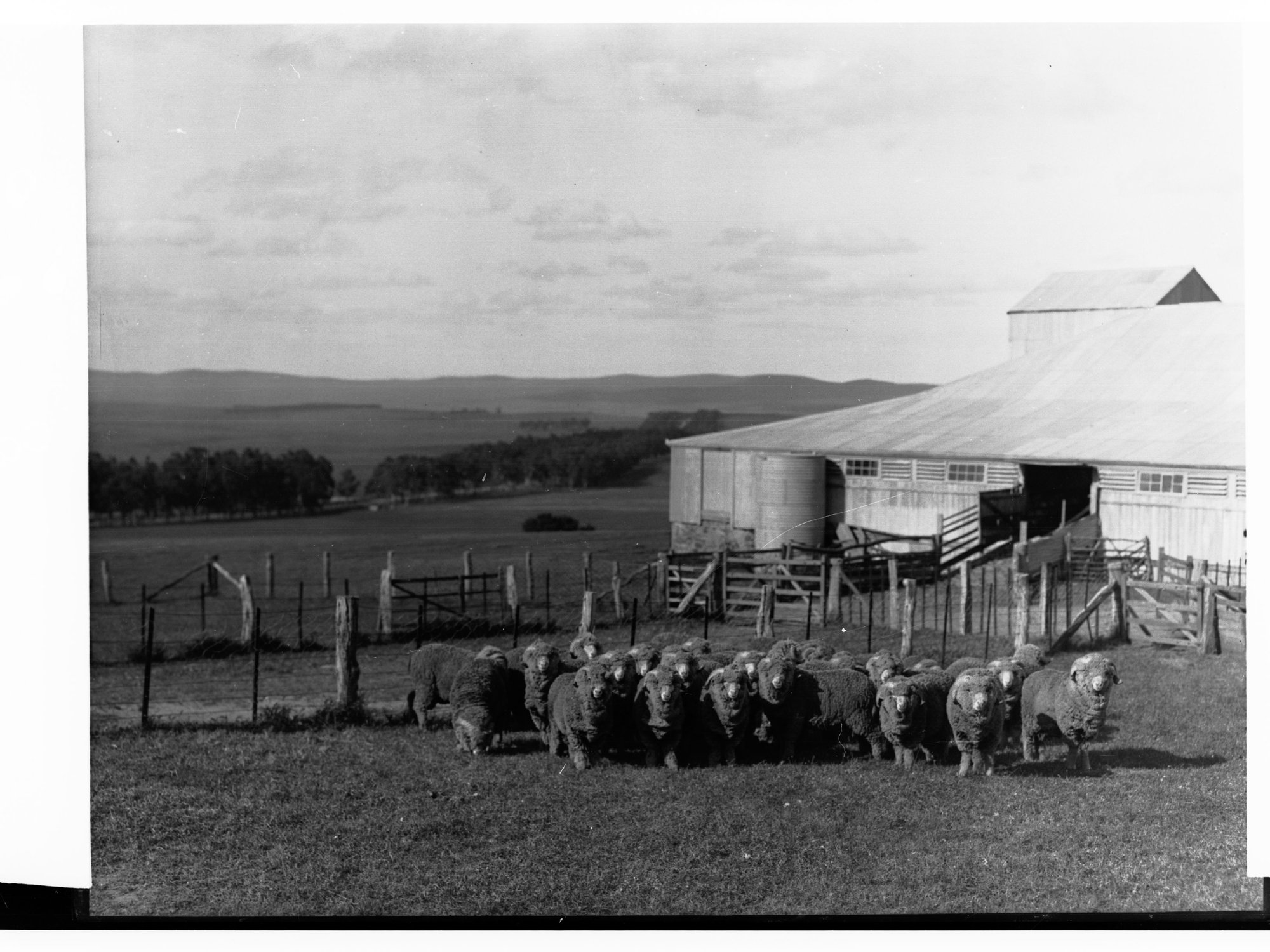 Hill River Sheep Station