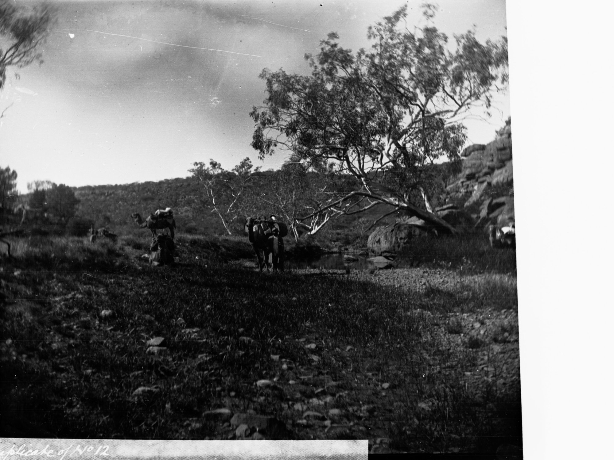 Camels Resting by a Creek Elder Scientific Expedition