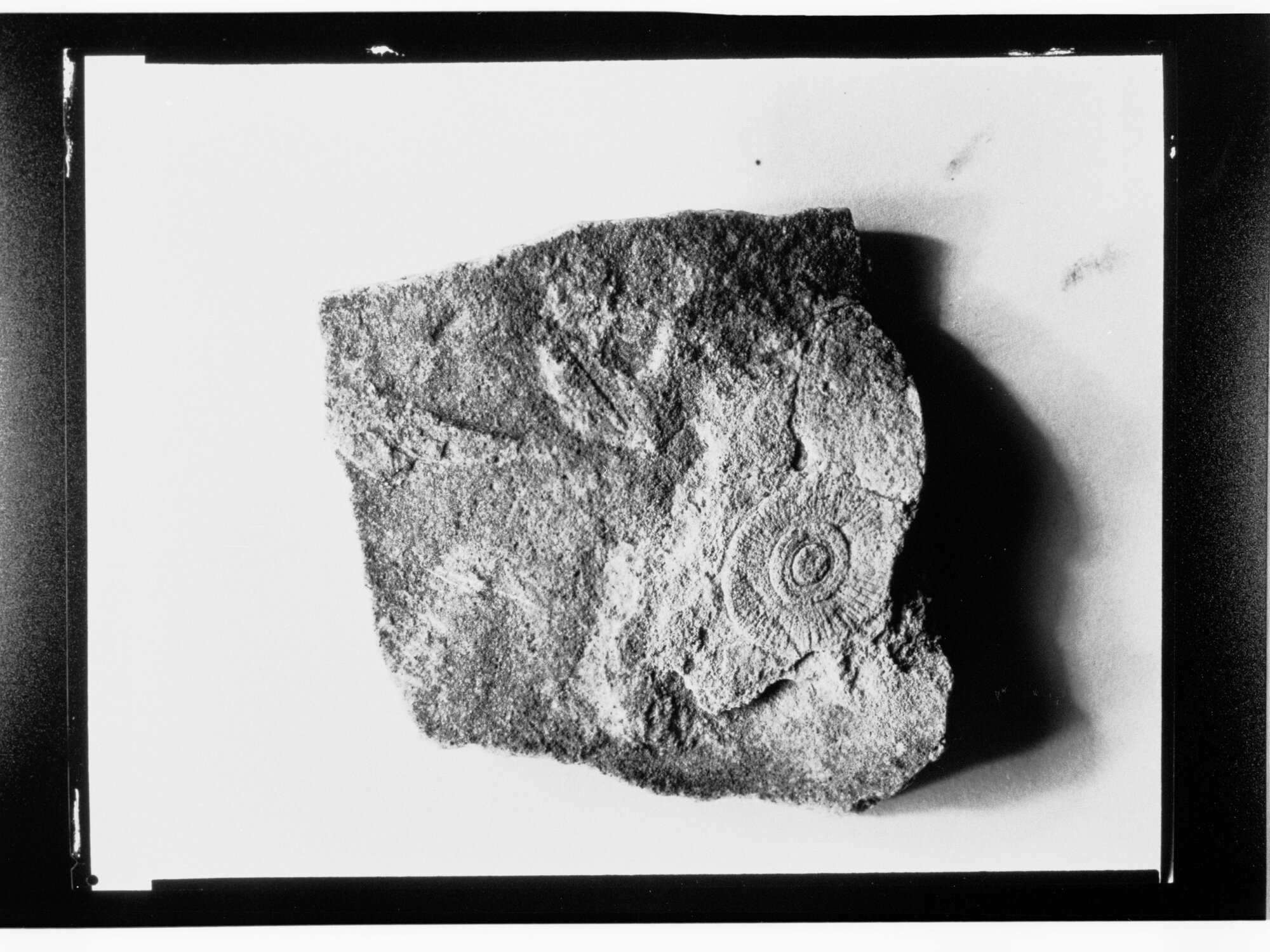 Fossil from Ediacara