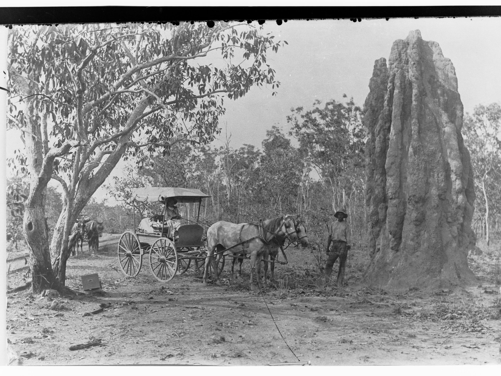Typical Ant Hill - Northern Territory (shows man with horse and carriage alongside the ant hill)