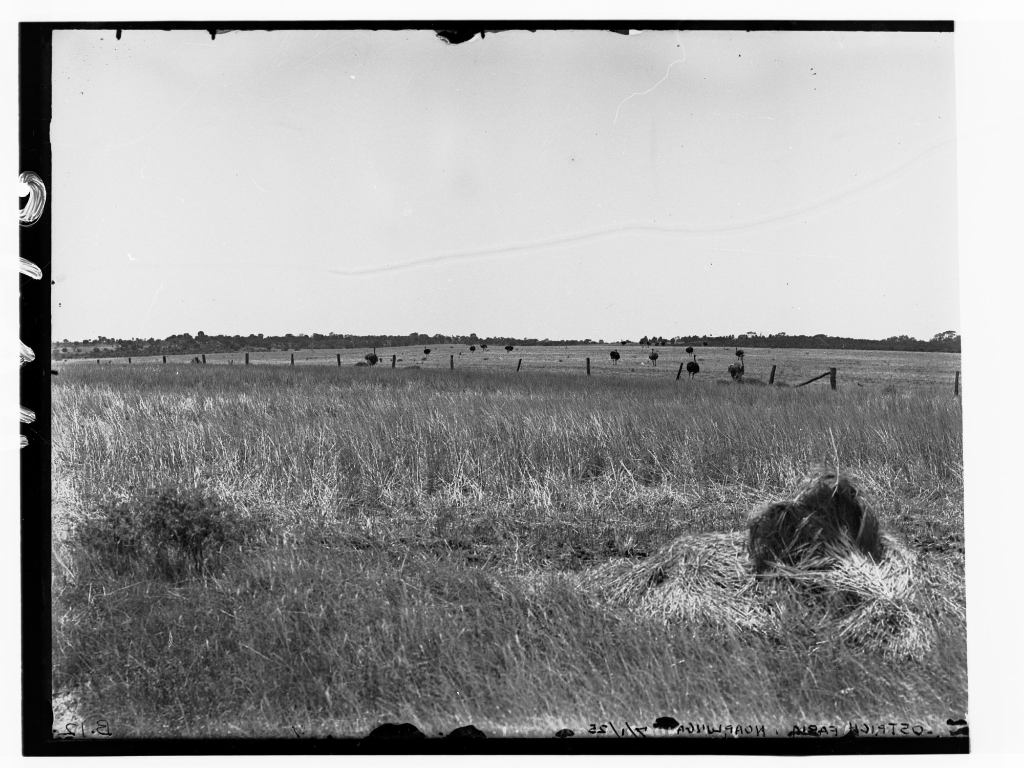 Ostrich Farm at Noarlunga