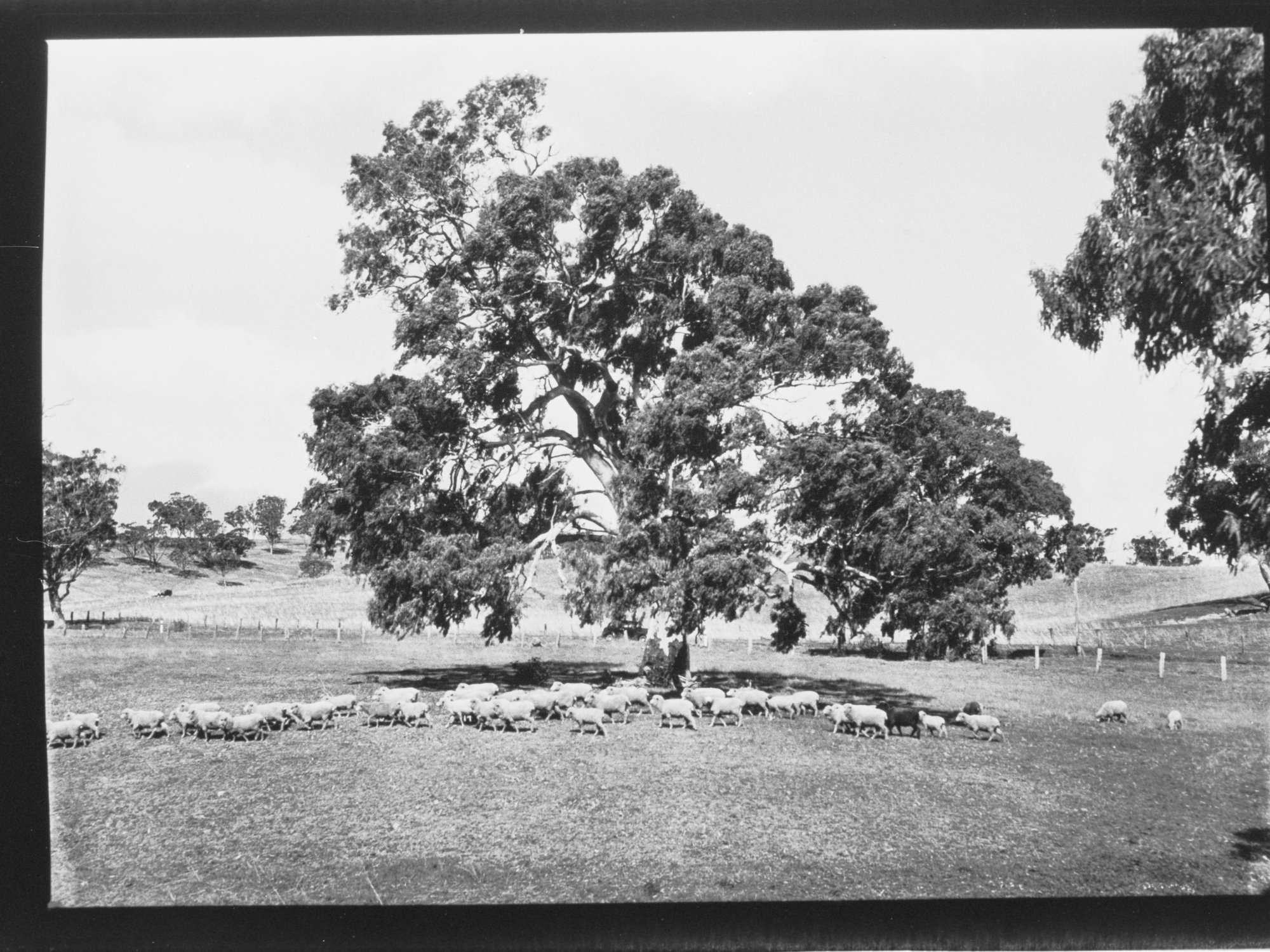 Port Pirie - sheep in paddock
