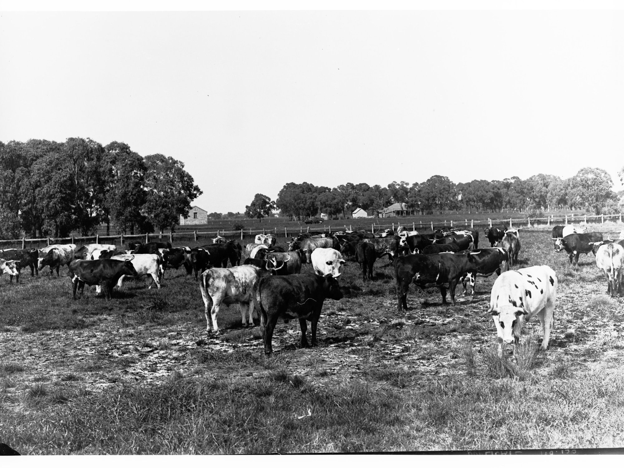 A Herd of Cattle