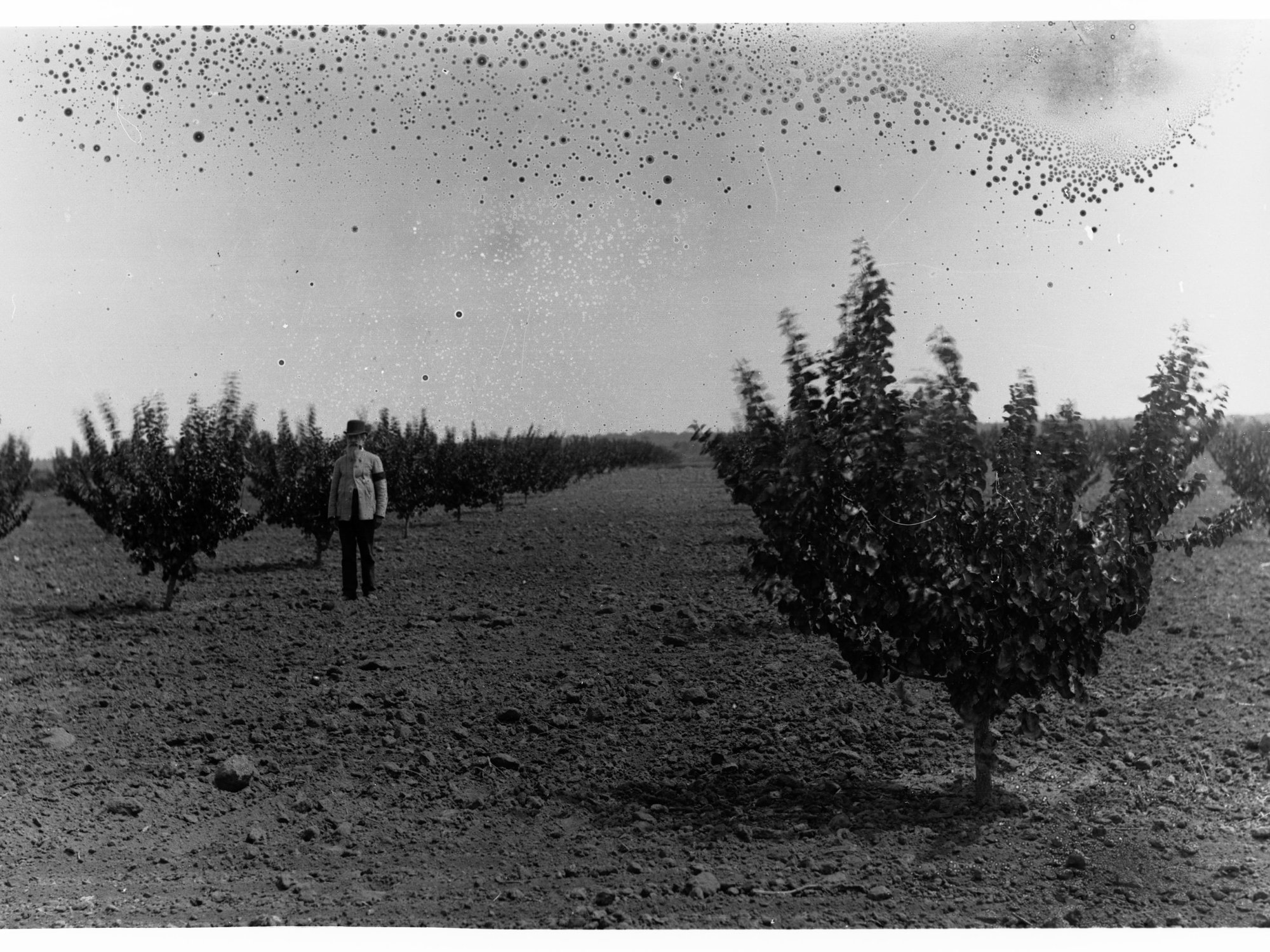 Renmark Apricot Plantation