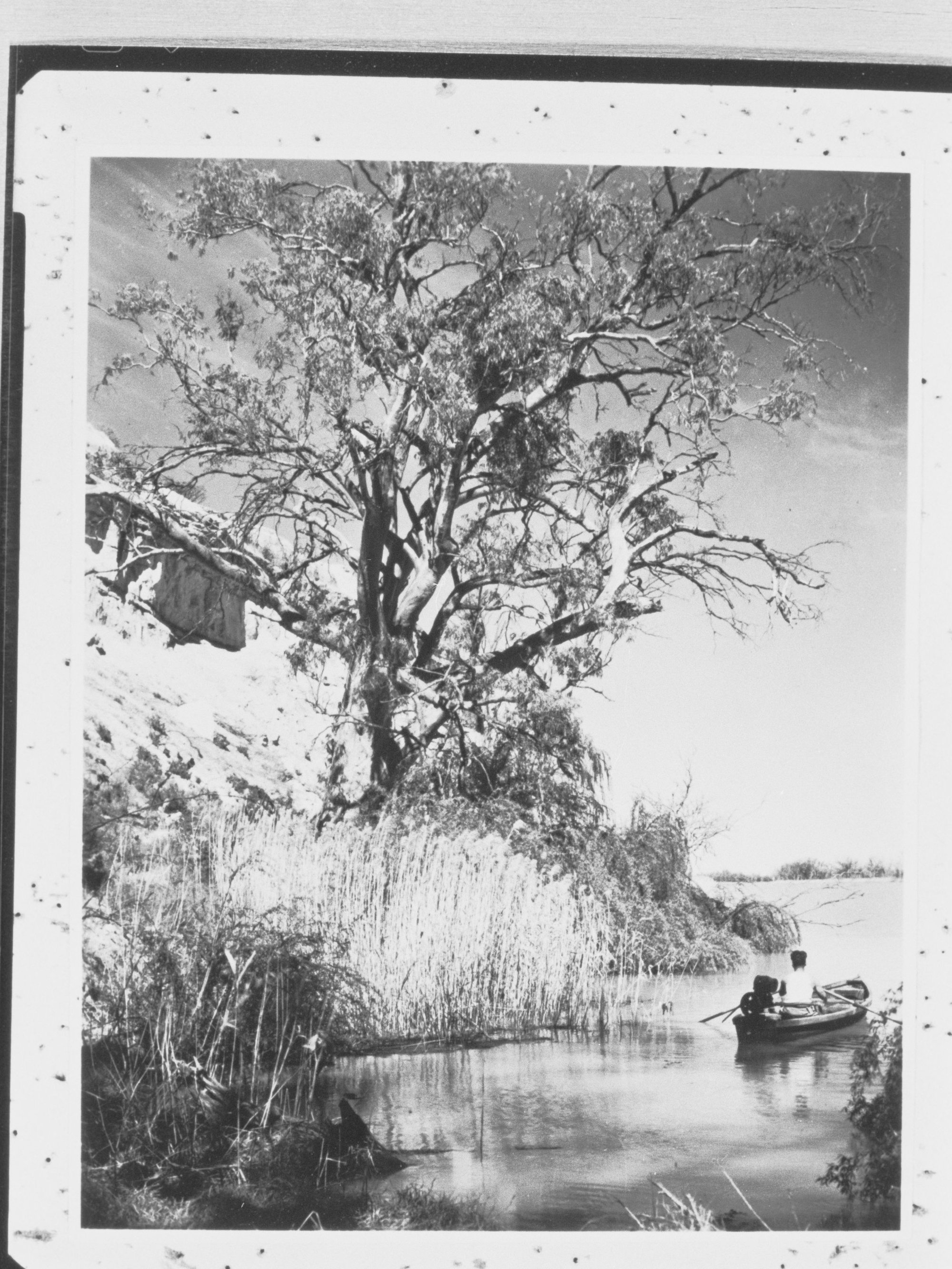 River Murray near Renmark