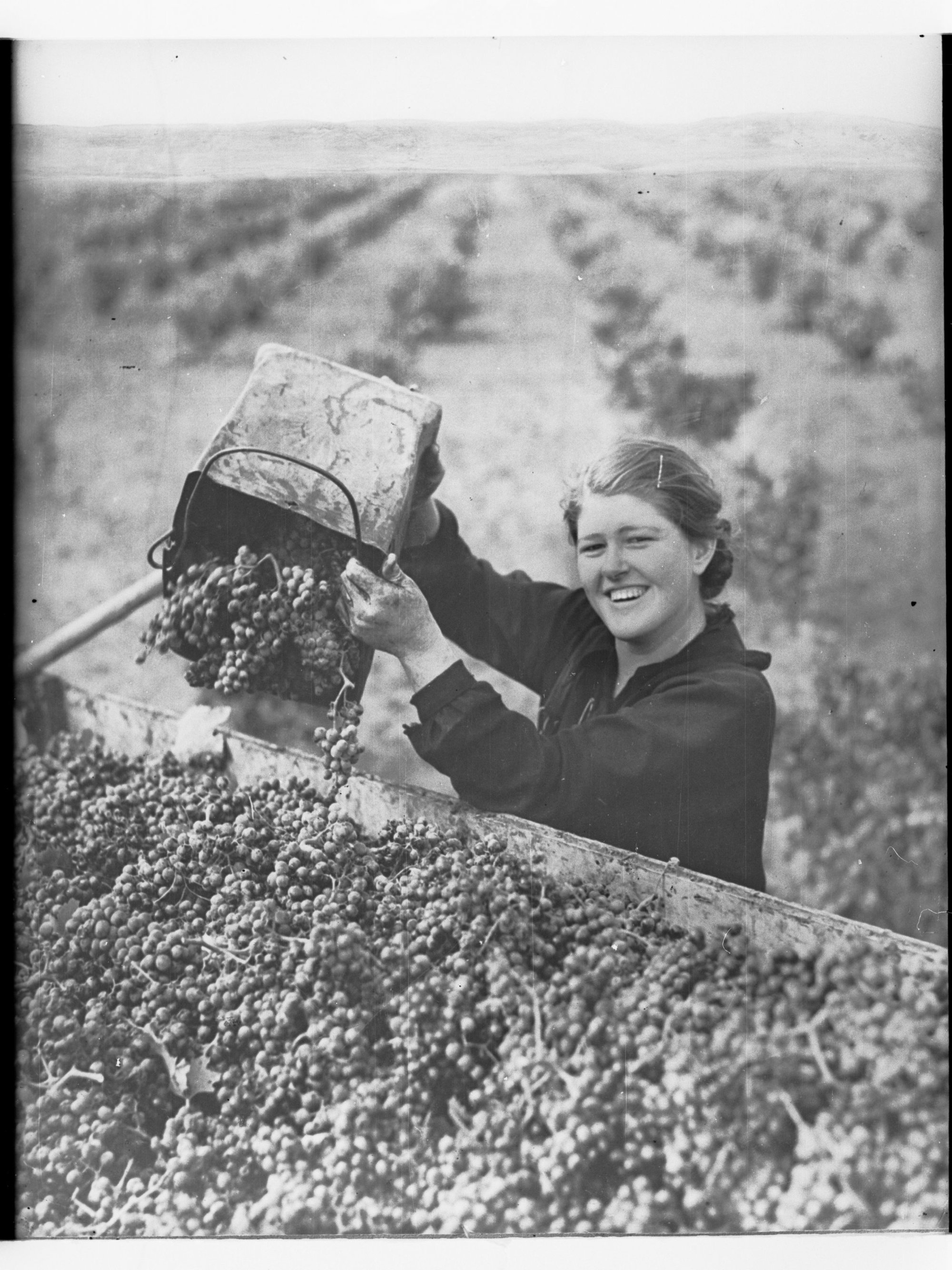 Grape picker unloading grapes into cart