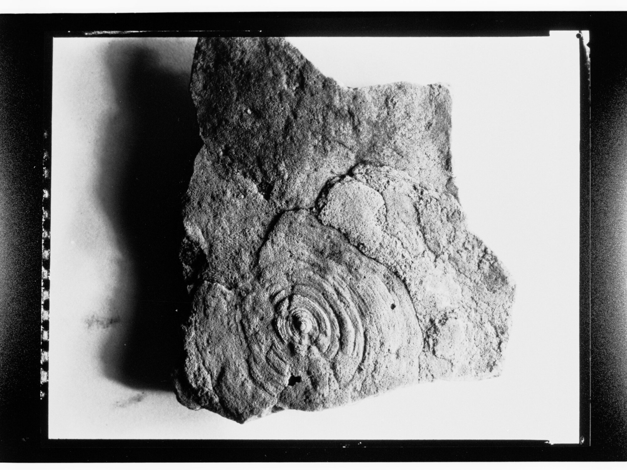 Fossil from Ediacara