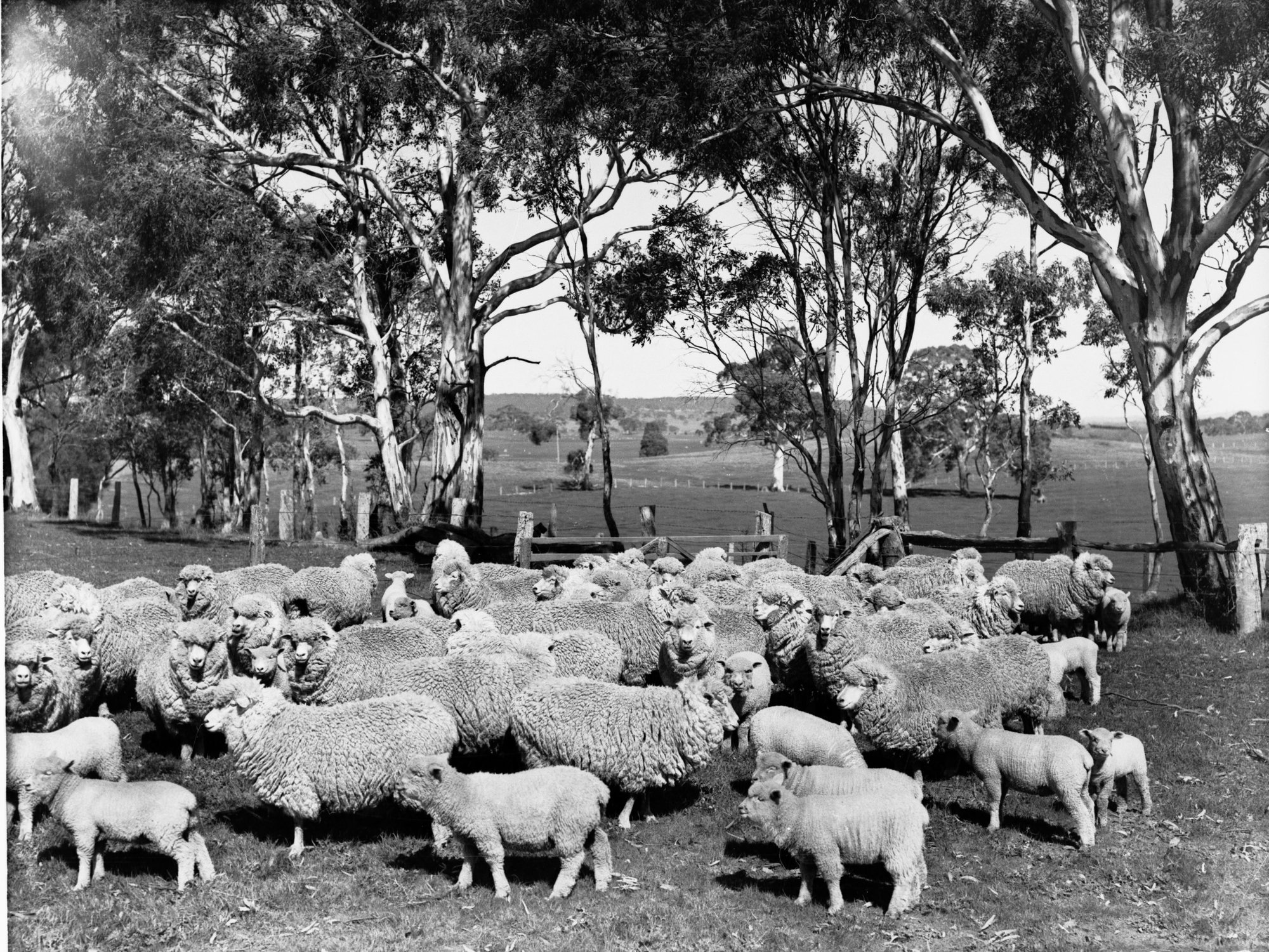 Sheep and lambs, Mount Torrens