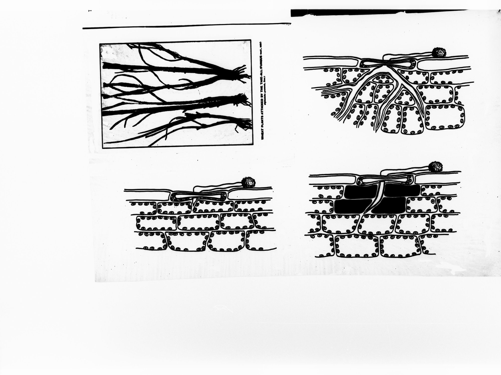 Diagrams of wheat plants attacked by take-all fungus