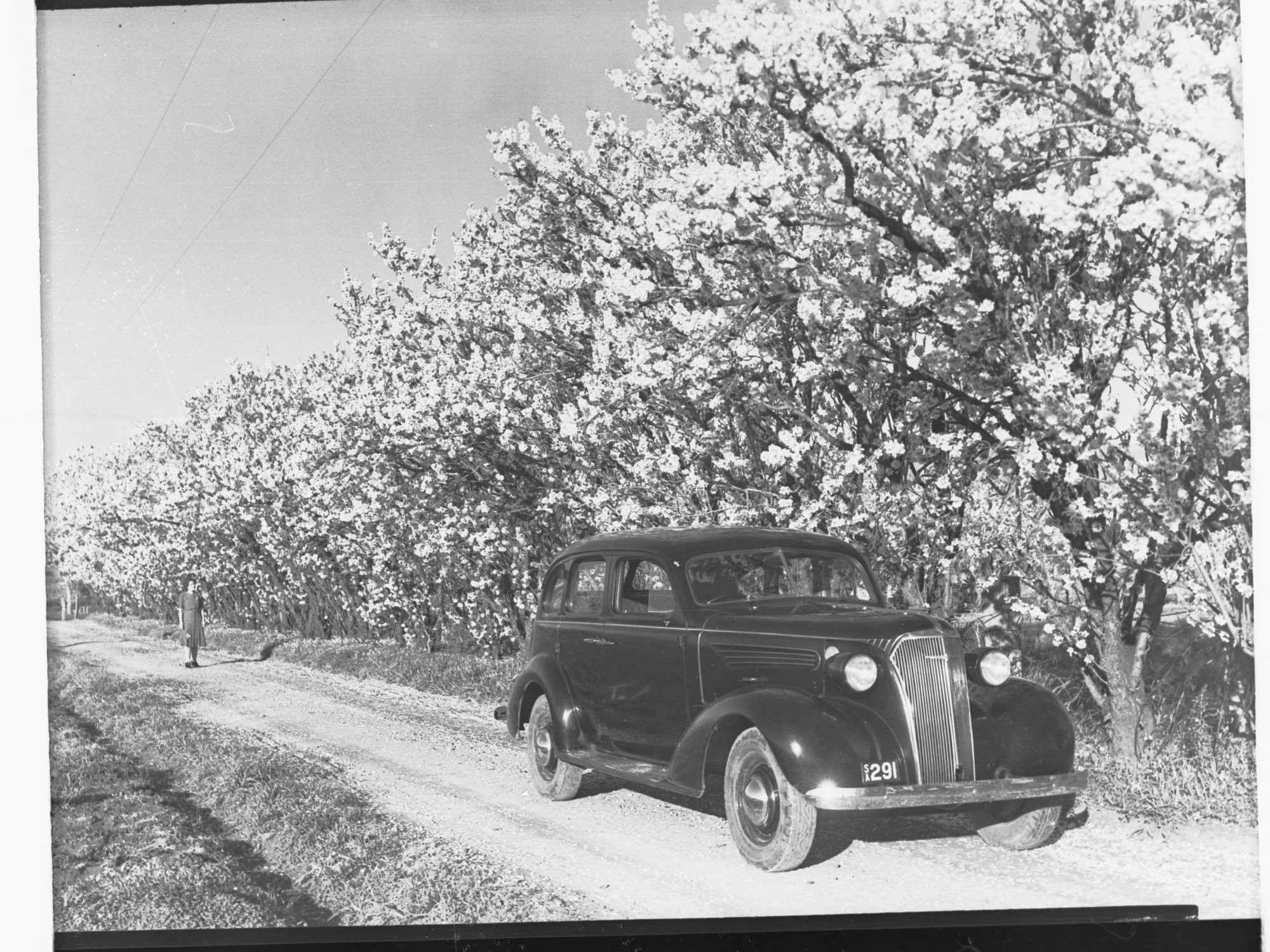 Almond Blosom Trees - Automobile Parked in Foreground
