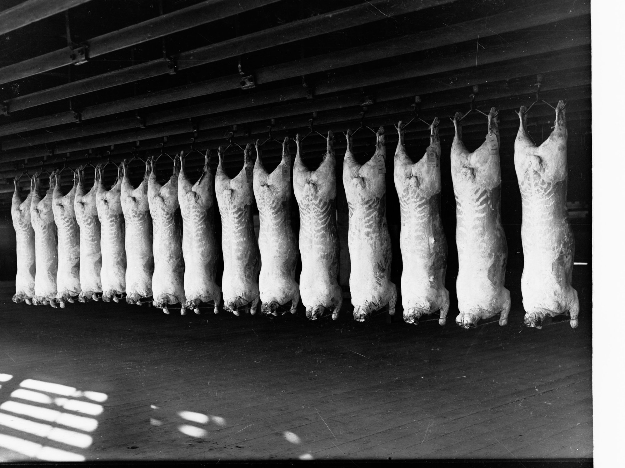 Roseworthy College Export Sheep Produce Department