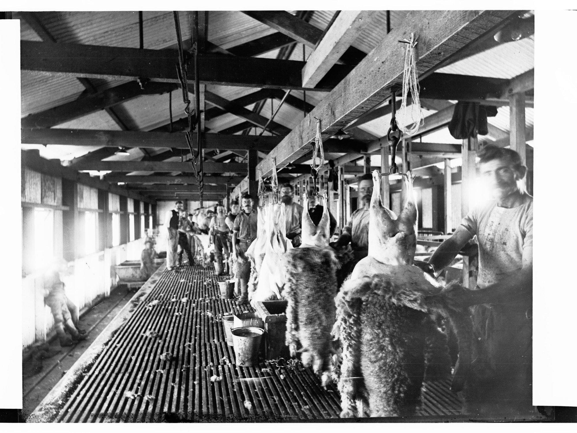 Men Skinning Sheep Dry Creek Slaughterhouse