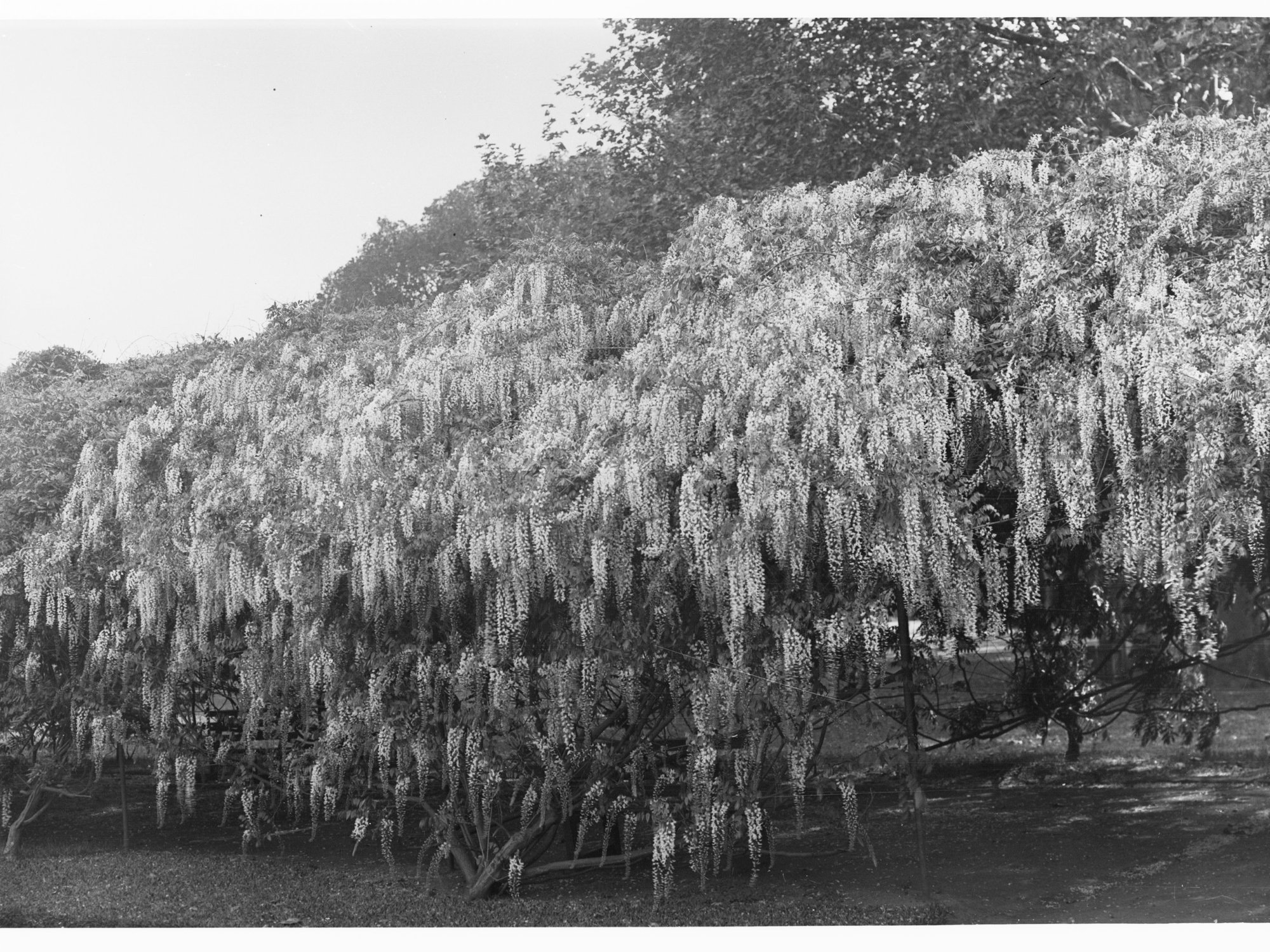 Botanic Gardens showing Wisteria